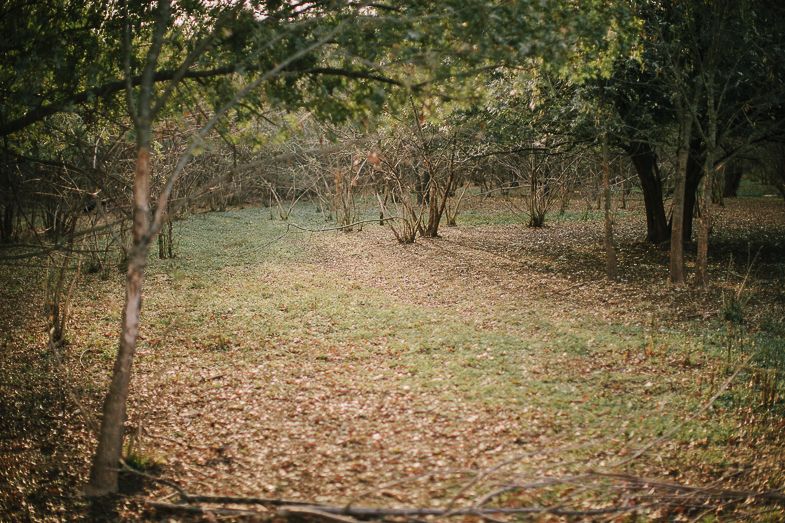 Serene woodland scene with fallen autumn leaves covering the ground between scattered trees.