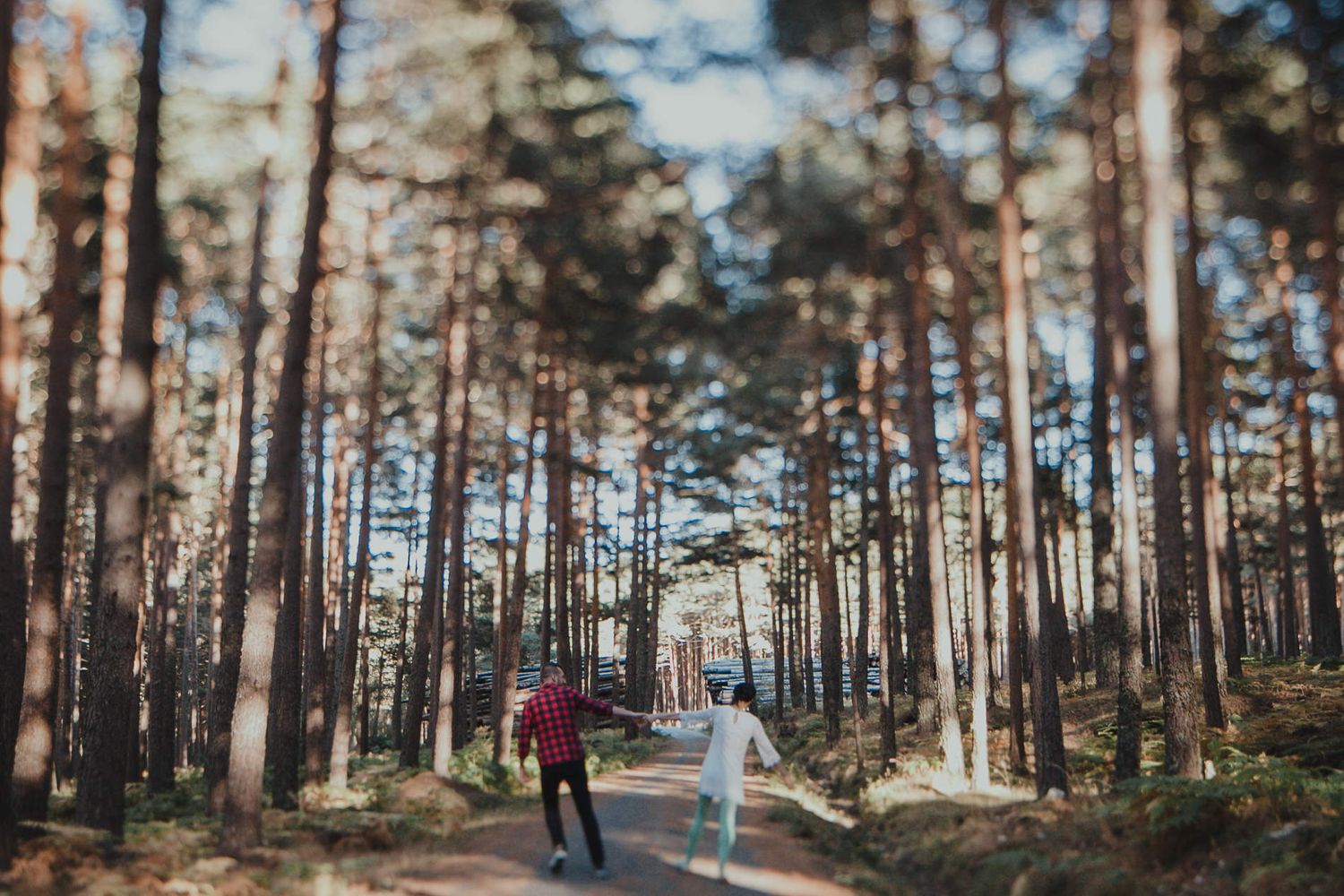 Two people walking down forest path surrounded by towering pine trees.