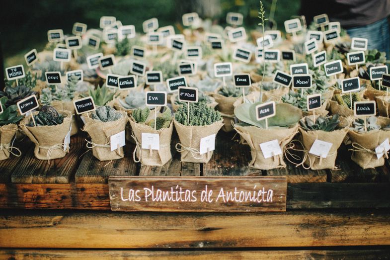 Collection of small plants in burlap wrappings with name tags displayed in wooden crate.