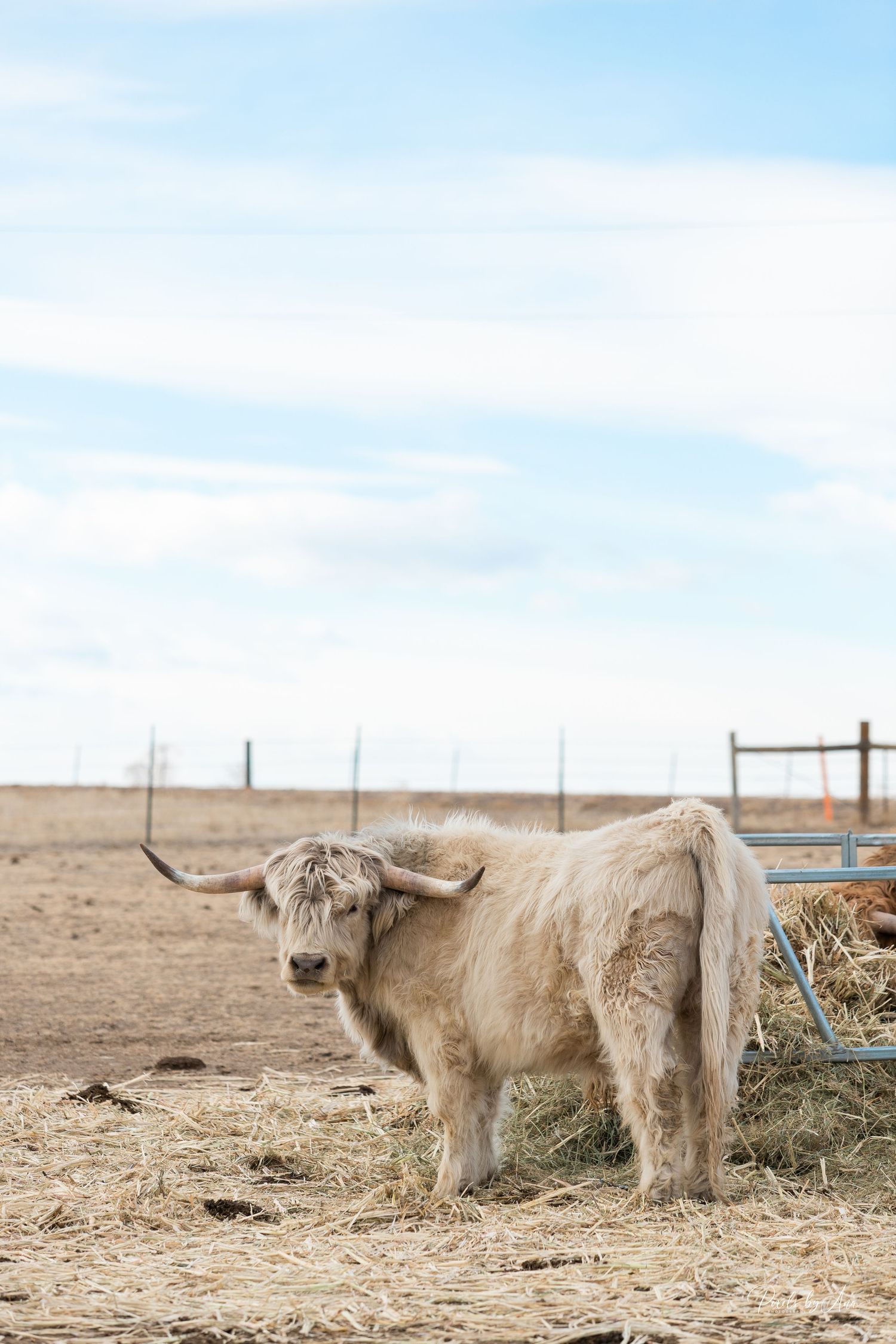 cattle and event photography