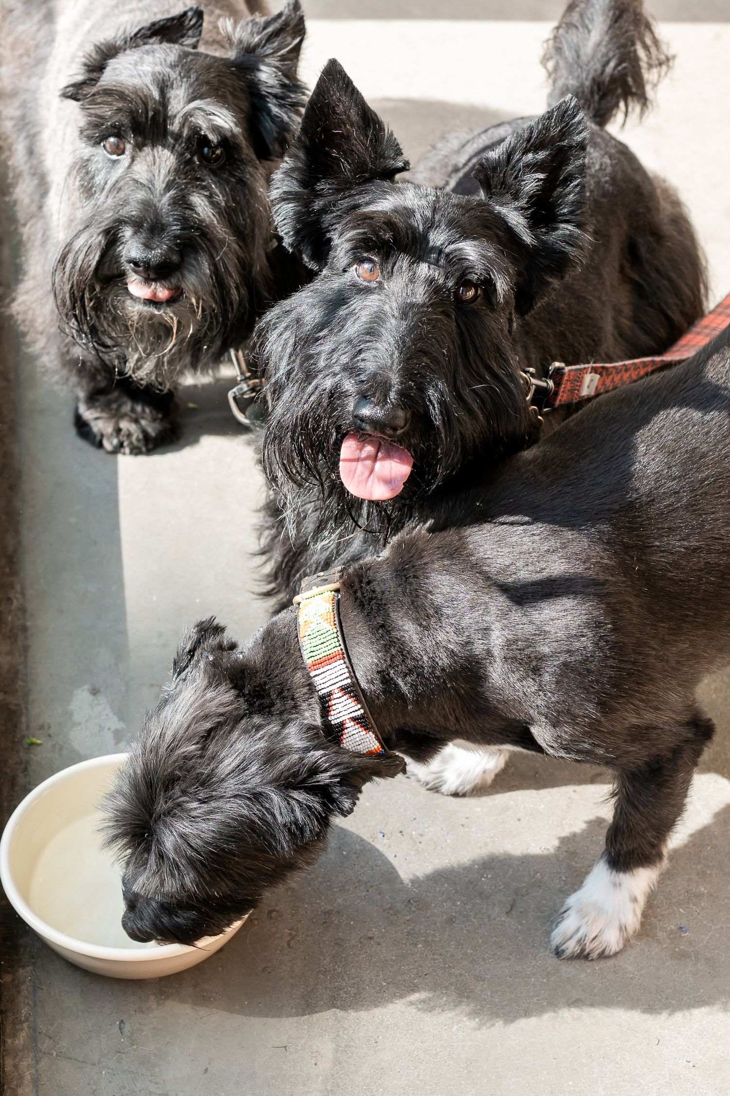 pet photography