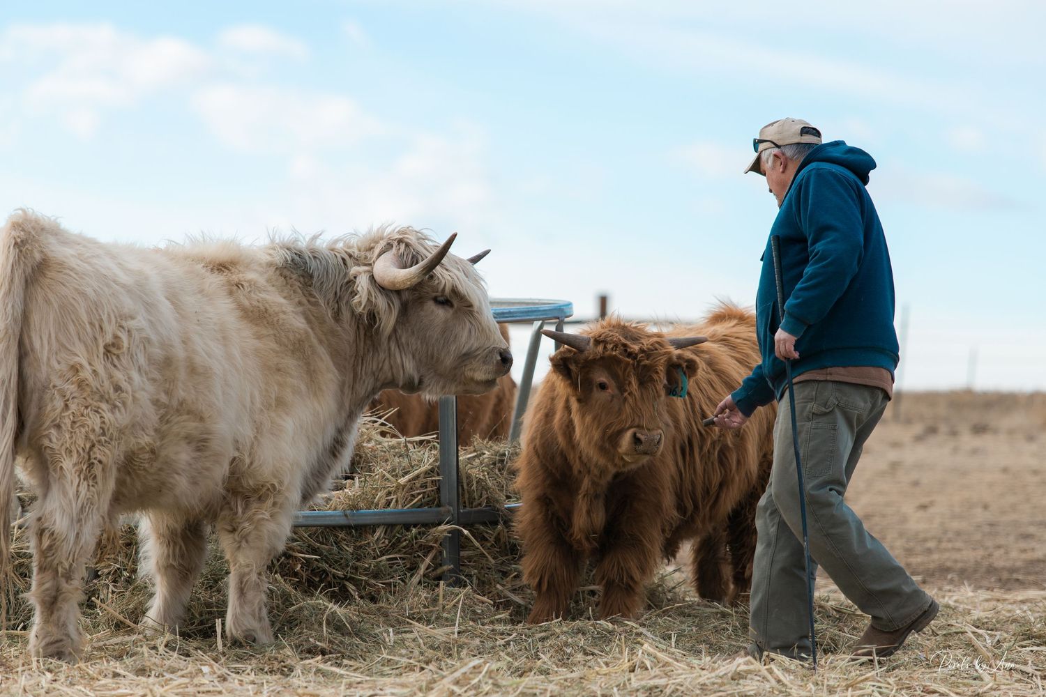 cattle and event photography