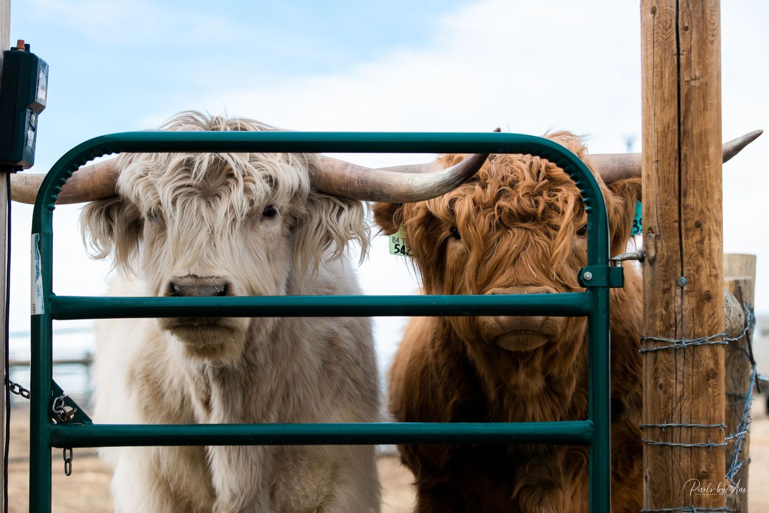 cattle and event photography