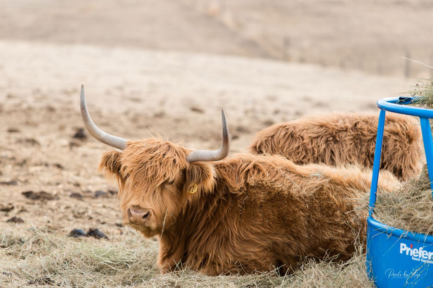 cattle and event photography