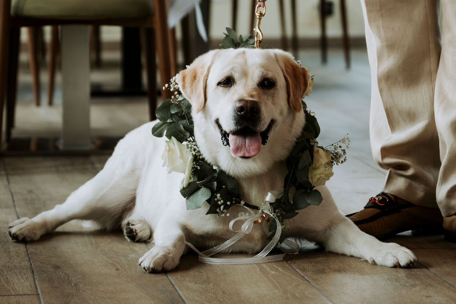 A happy Labrador Retriever wearing a floral greenery wreath lies on a wooden floor at a wedding celebration.