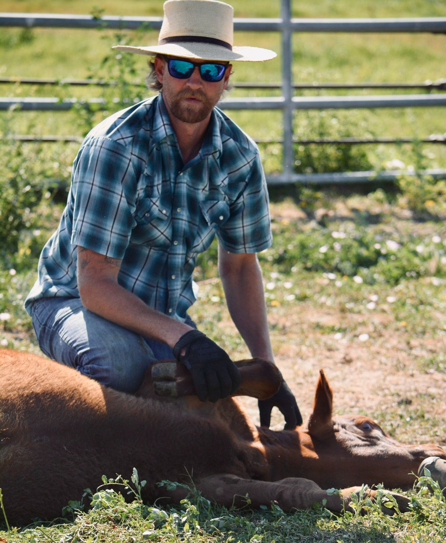 Ranch workers tending to cattle in an outdoor corral setting.