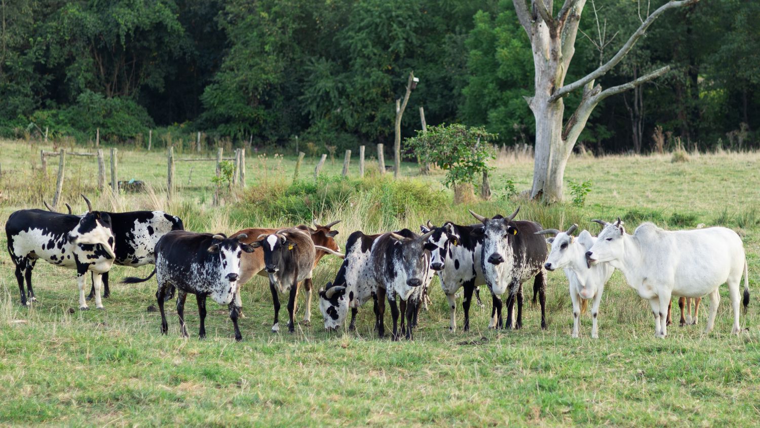 Herd of spotted and white cattle grazing in lush green pasture near trees.