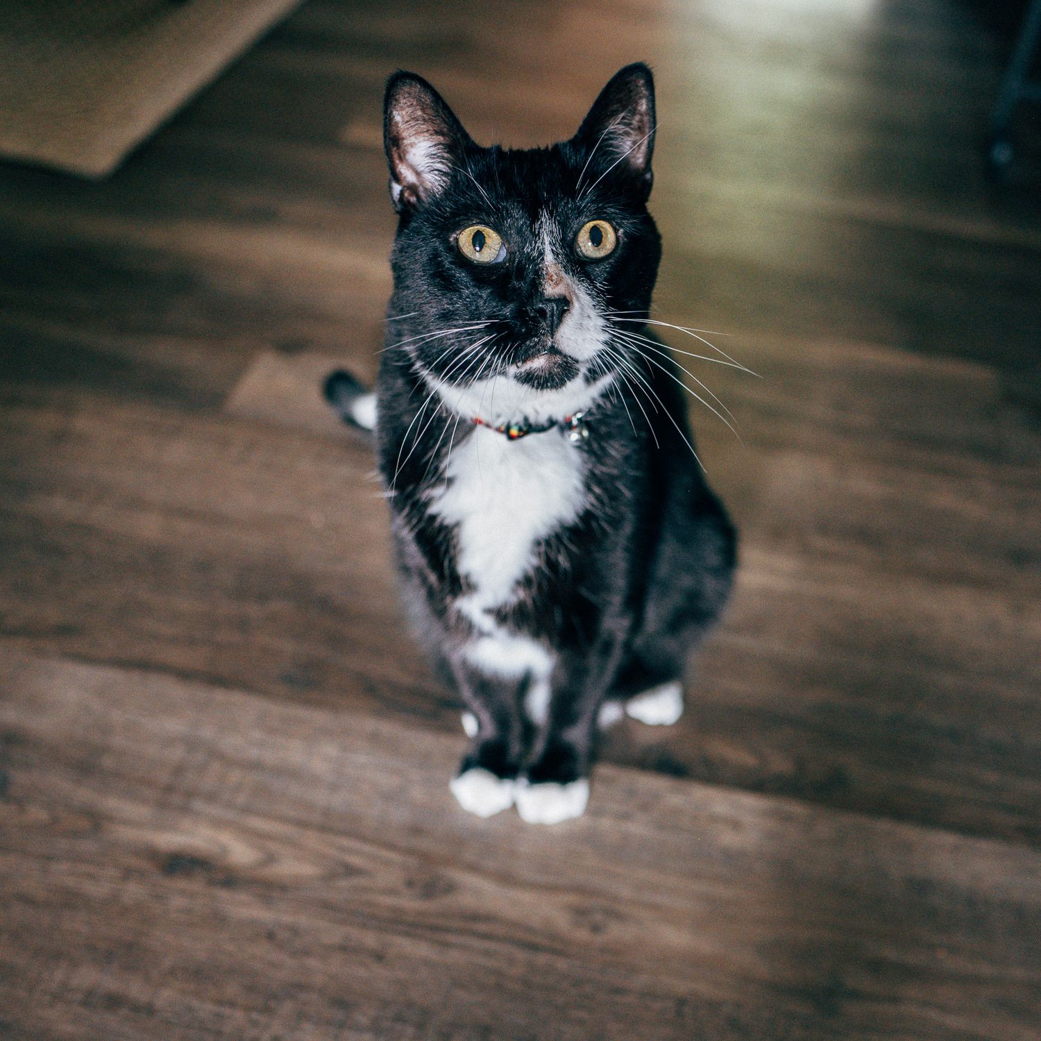 Jack