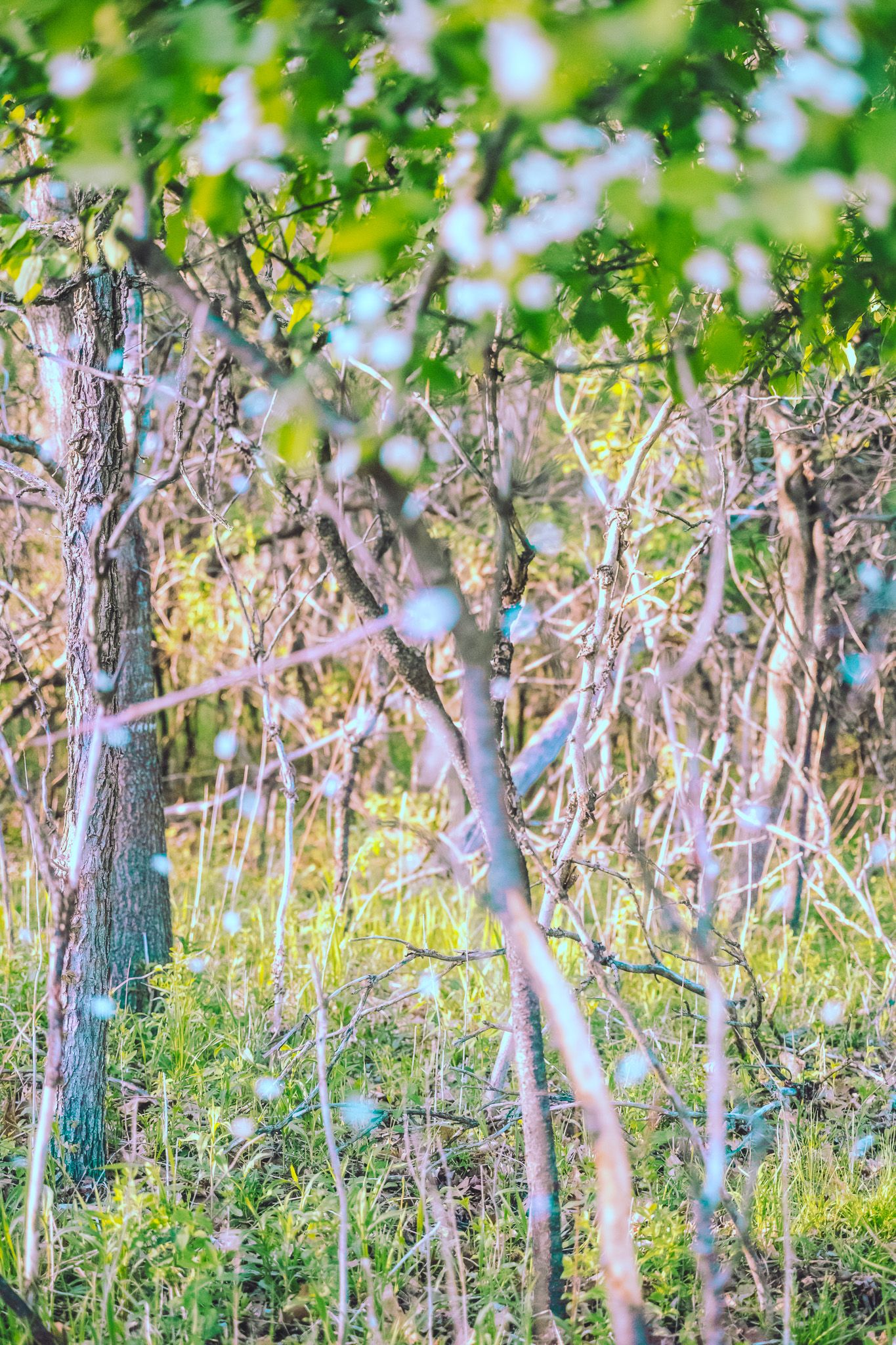 Nature Center - Faribault, MN