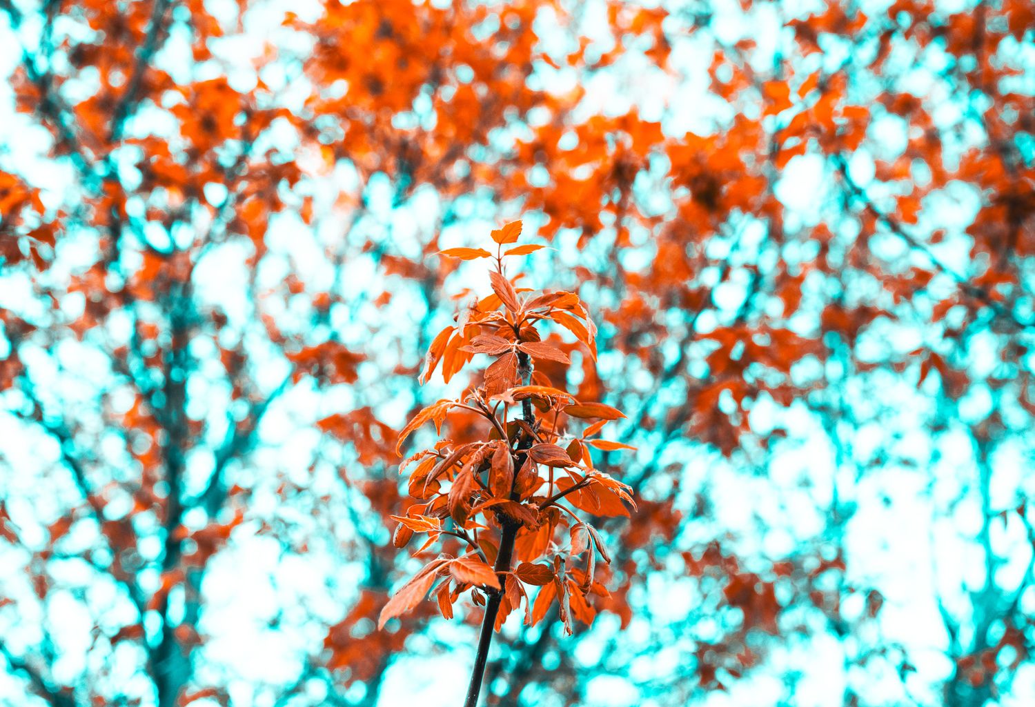 Nature Center - Faribault, MN