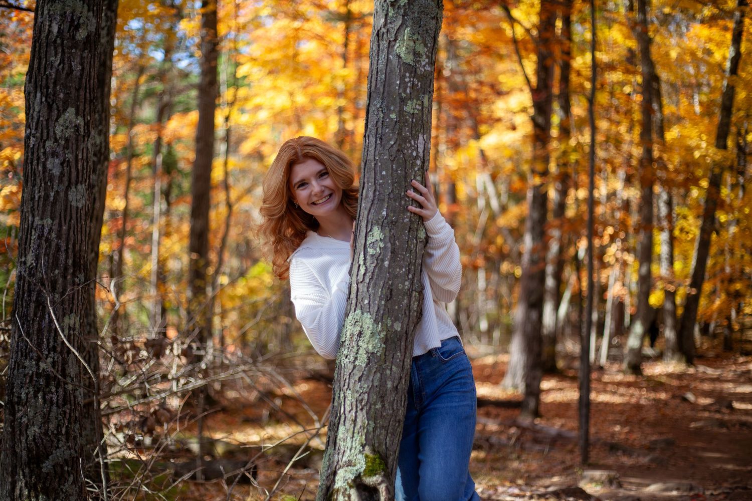 Fall forest scene with golden autumn leaves and natural lighting.