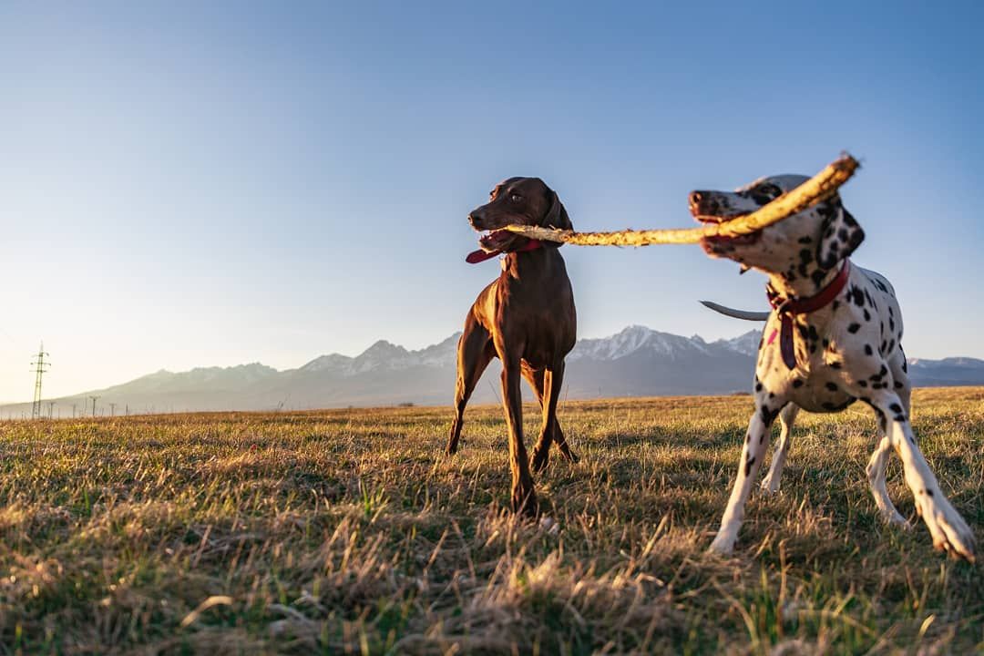 Dogs playing with toys in a scenic mountain landscape.