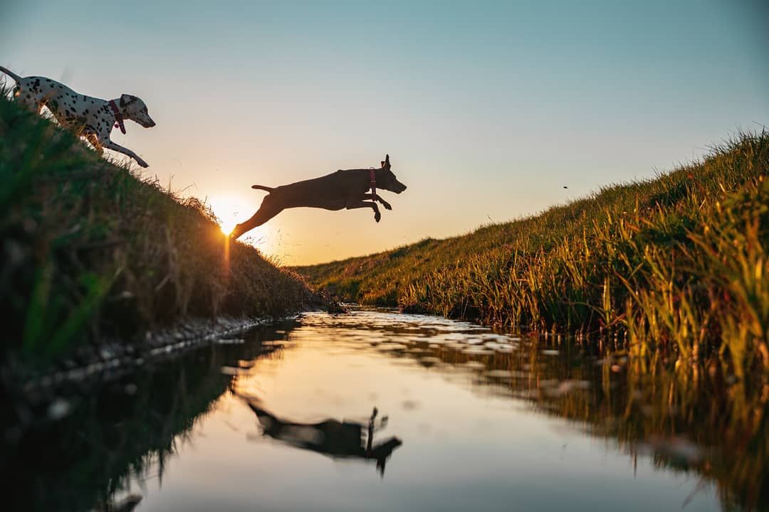 Black dog jumping and playing in water during golden sunset.