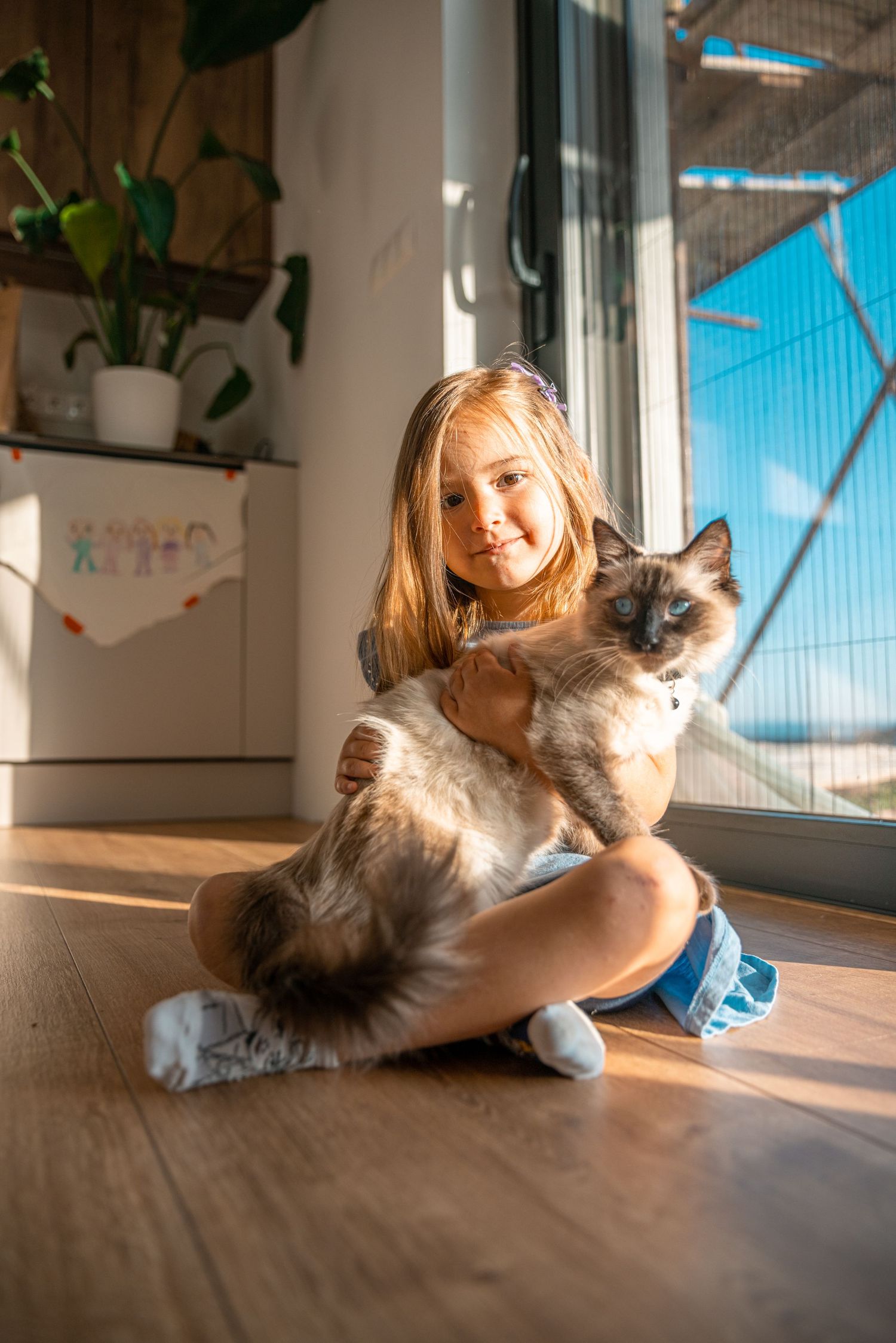 A fluffy ragdoll cat lounges on a sunlit floor while playing with toys.