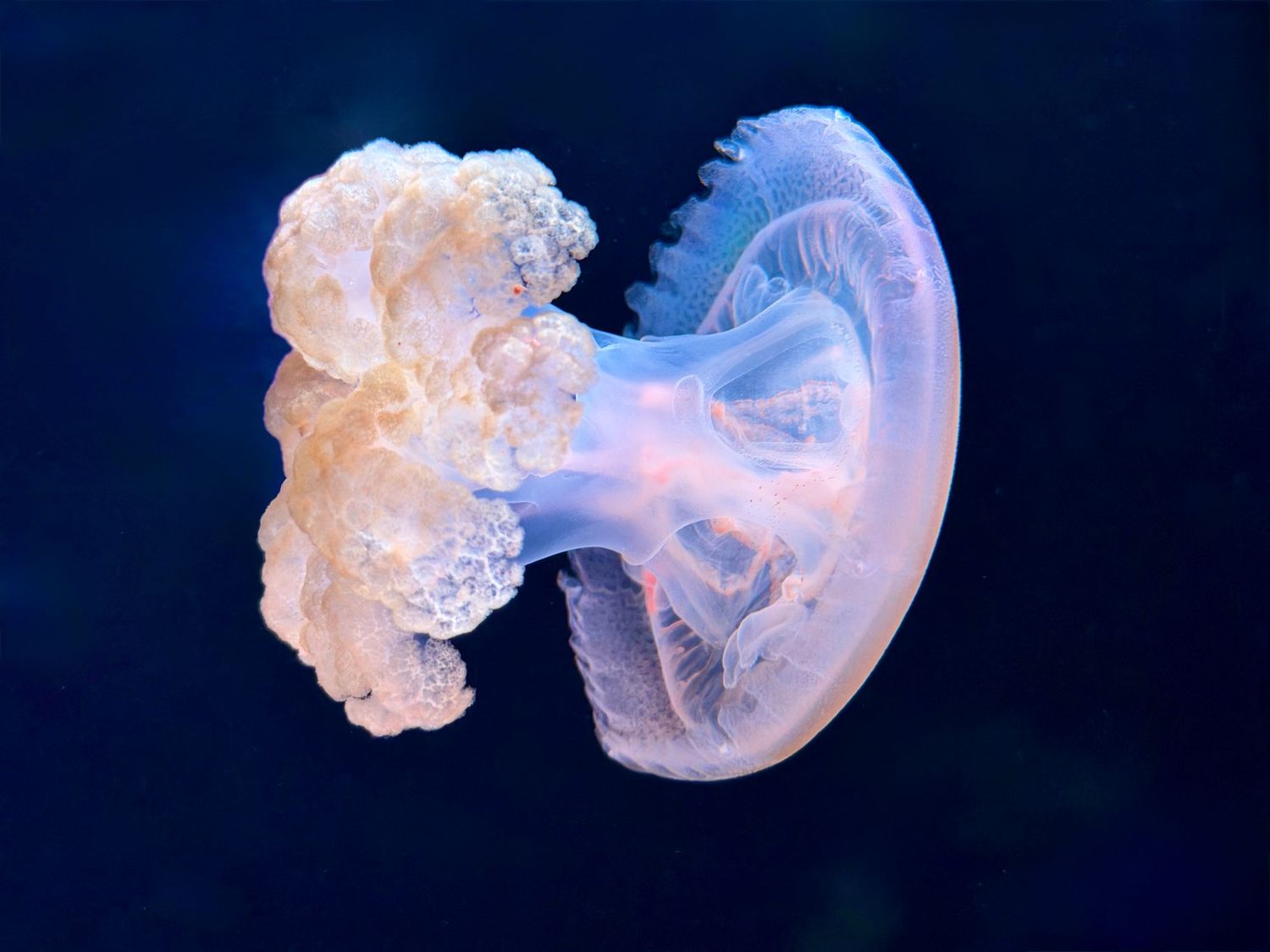 A translucent jellyfish with pink and purple hues gracefully floats against a deep blue ocean background.