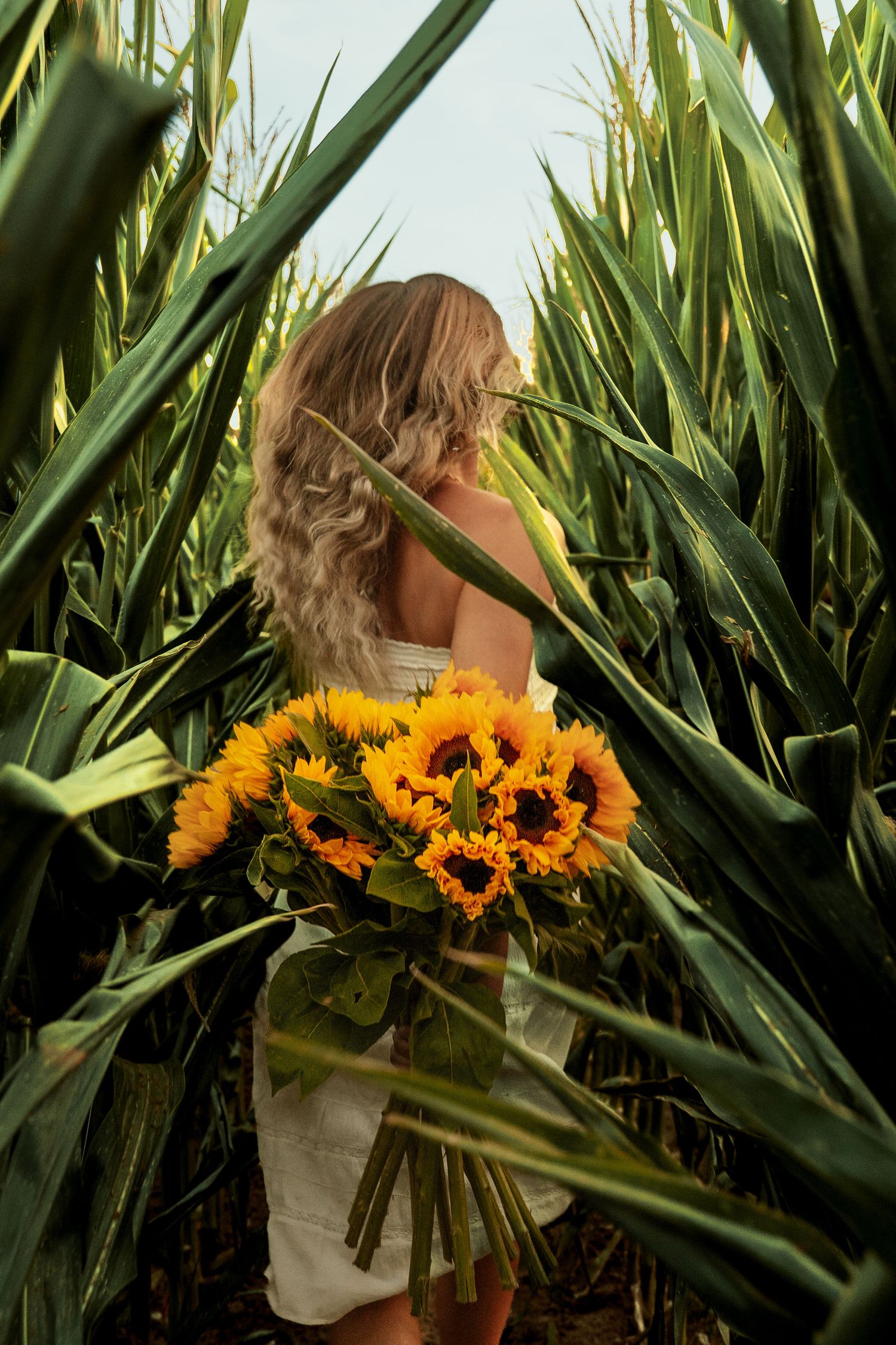 femme blonde qui cours dans un champ de mais avec un bouquet de tournesol