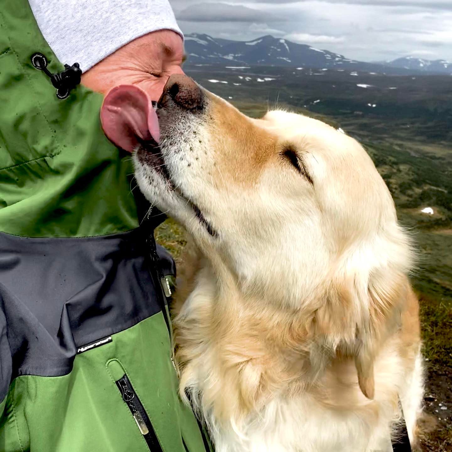 Close-up foto på golden retriever som ger person puss på kinden i fjällen.
