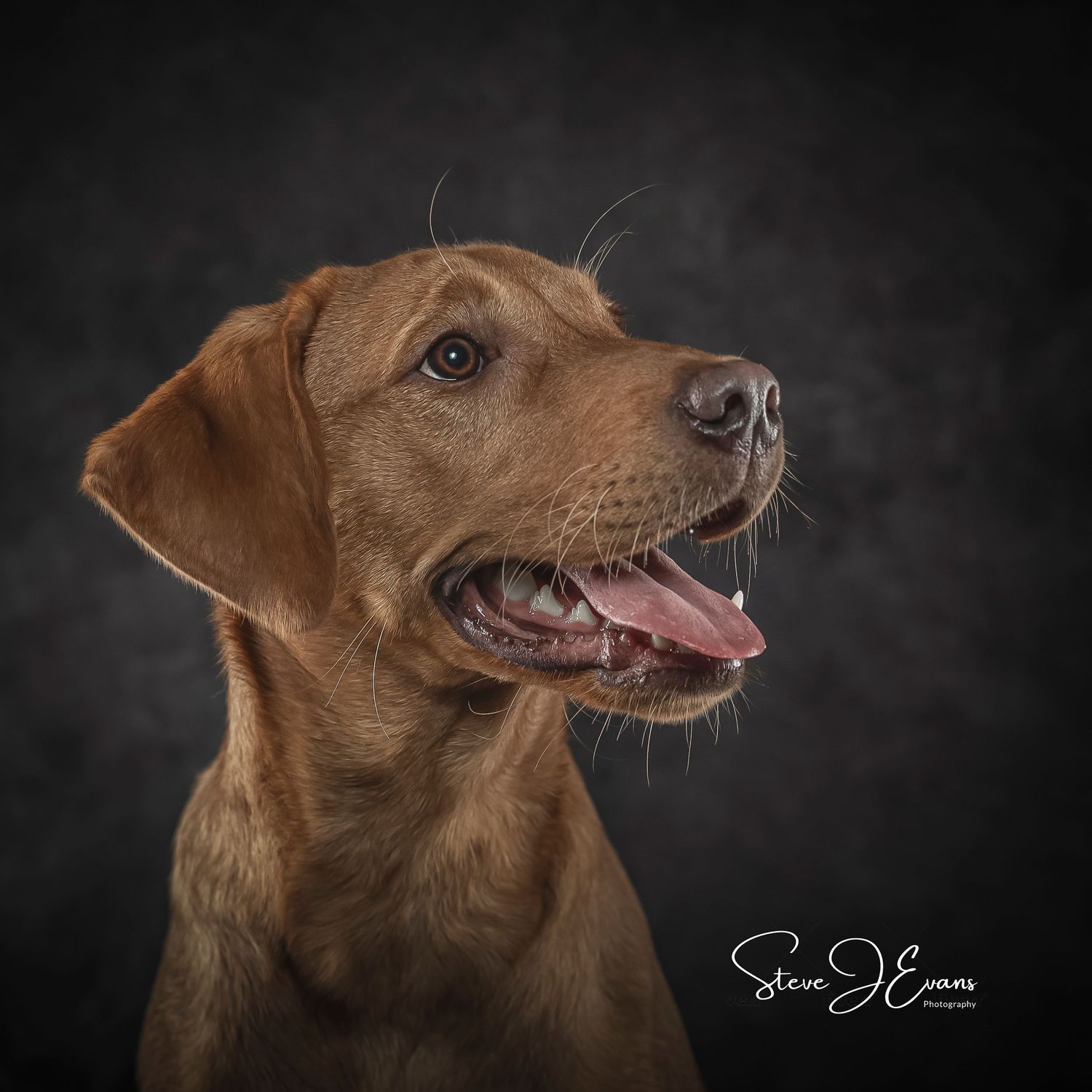 Lola, Fox Red Labrador puppy. Studio portraits. Steve Evans Filey photographer shooting studio portraits .