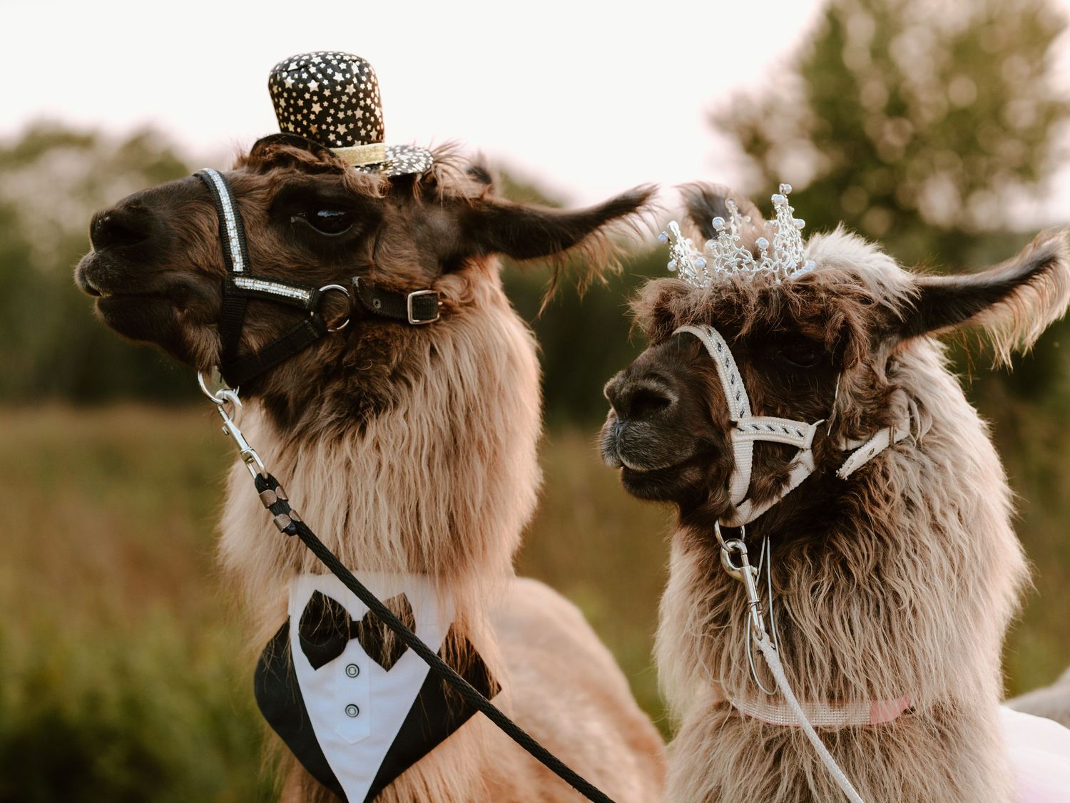 Celebrate your Quinceañera in style with a timeless Sweet XV photo session by Juve Photography, serving Saint Paul & Minneapolis, Minnesota.