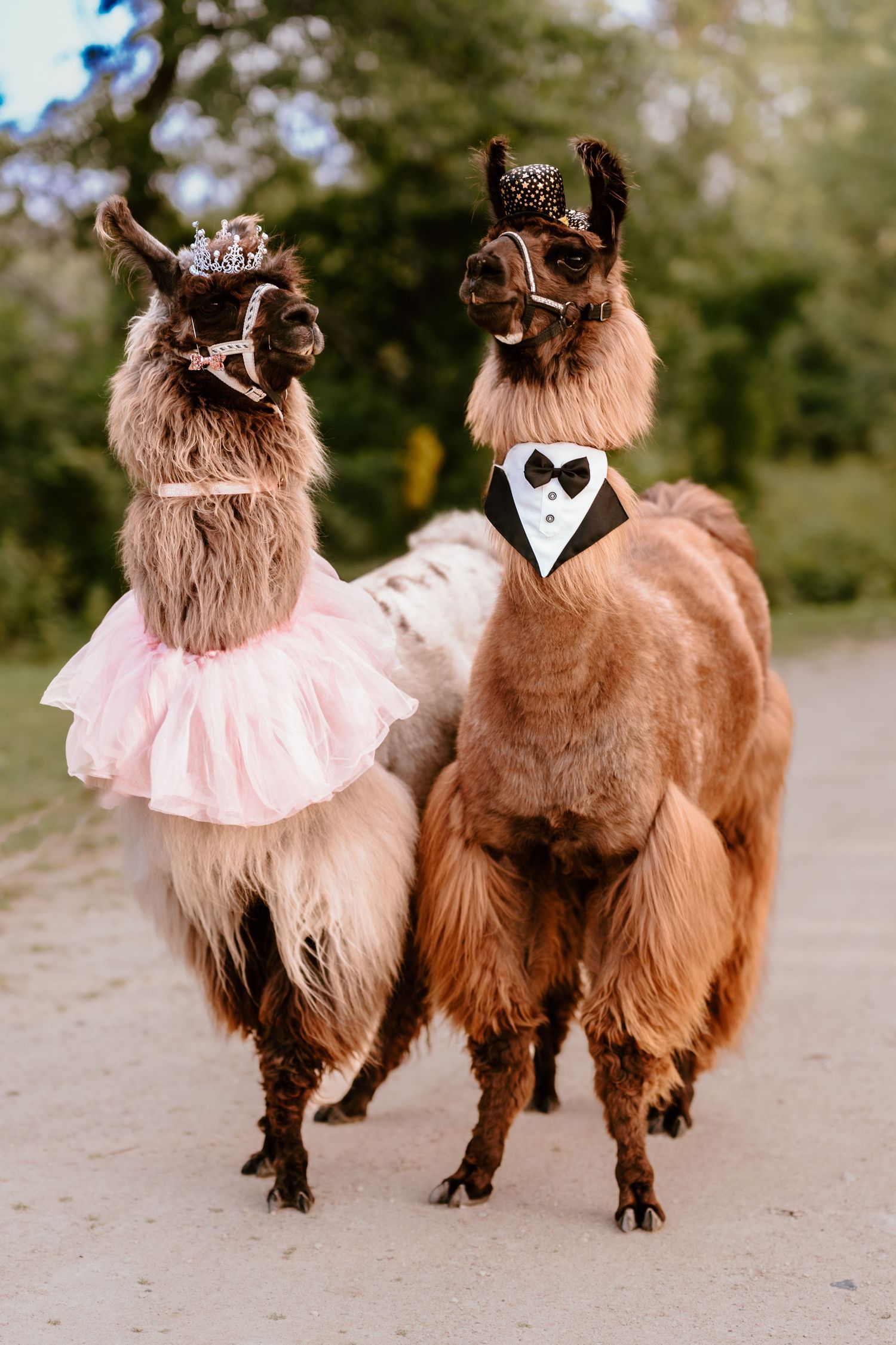 Celebrate your Quinceañera in style with a timeless Sweet XV photo session by Juve Photography, serving Saint Paul & Minneapolis, Minnesota.