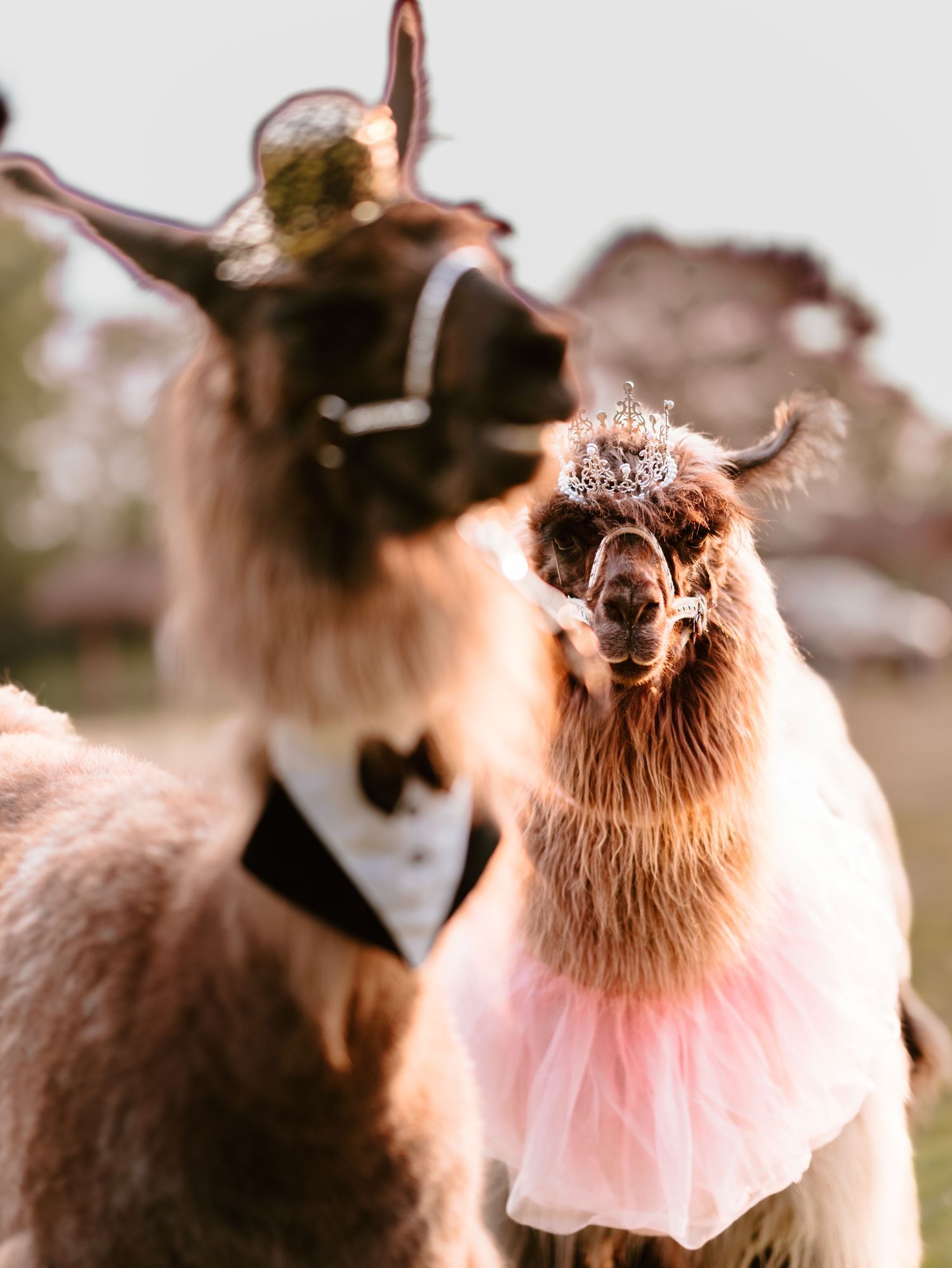 Celebrate your Quinceañera in style with a timeless Sweet XV photo session by Juve Photography, serving Saint Paul & Minneapolis, Minnesota.