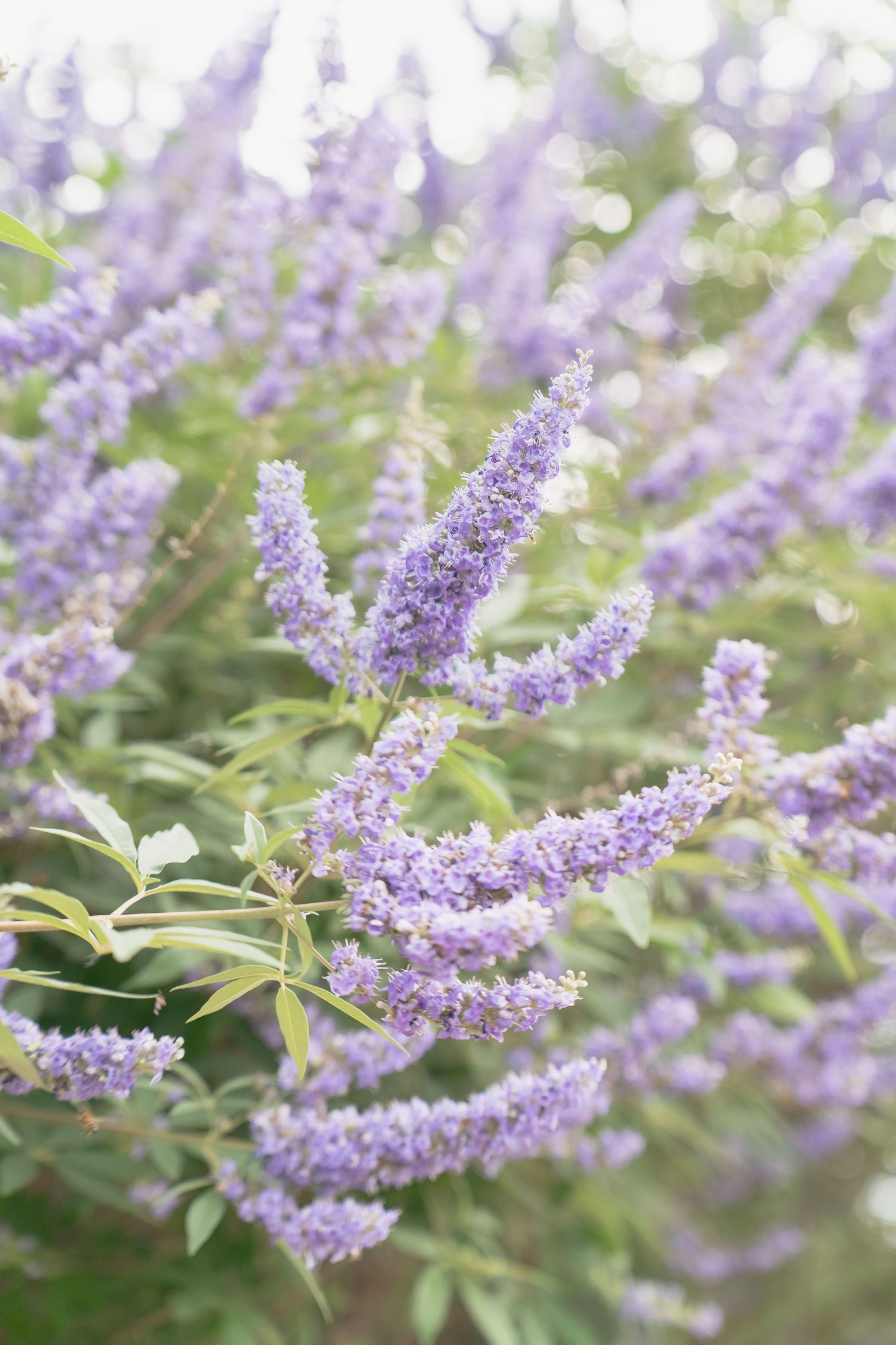 spring purple flowers in the park