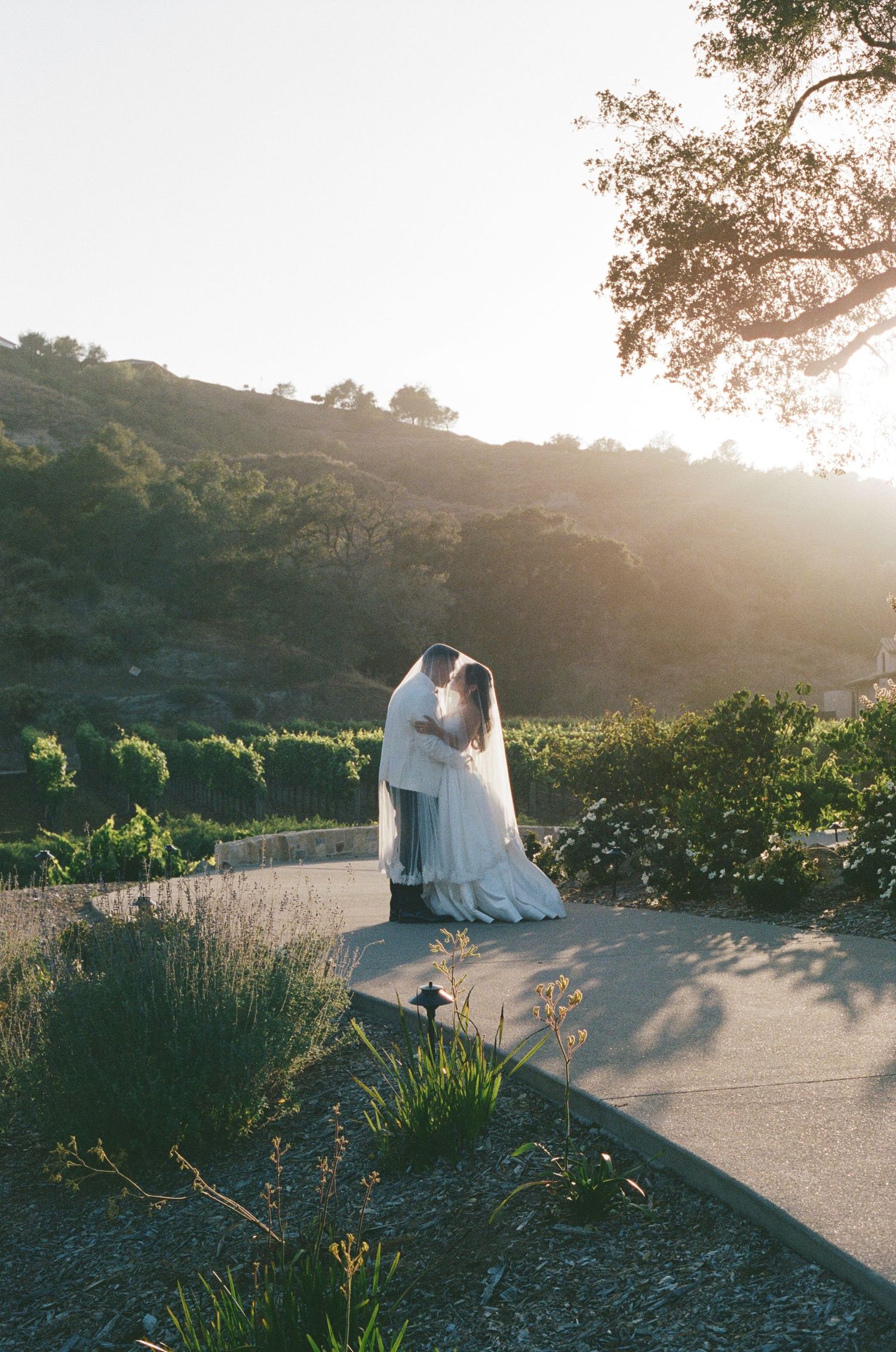Bride and groom share a romantic kiss at golden hour, surrounded by lush gardens and rolling hills at a vineyard wedding.