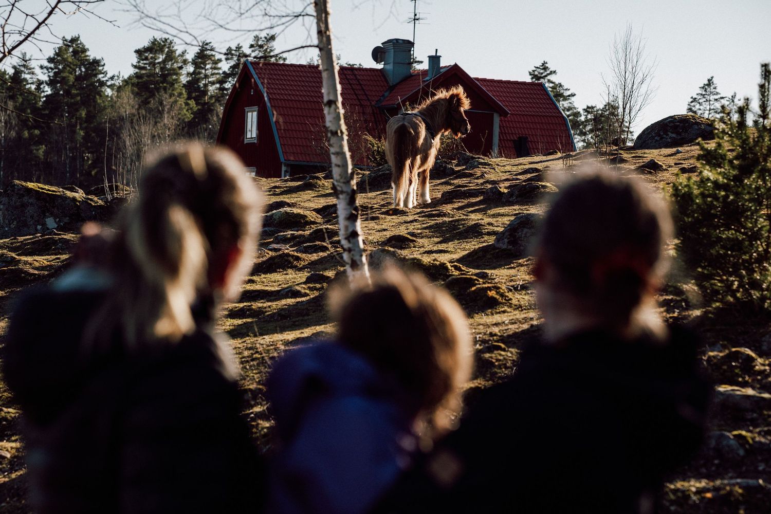Tre personer tittar mot en häst som är långt borta i en hage.