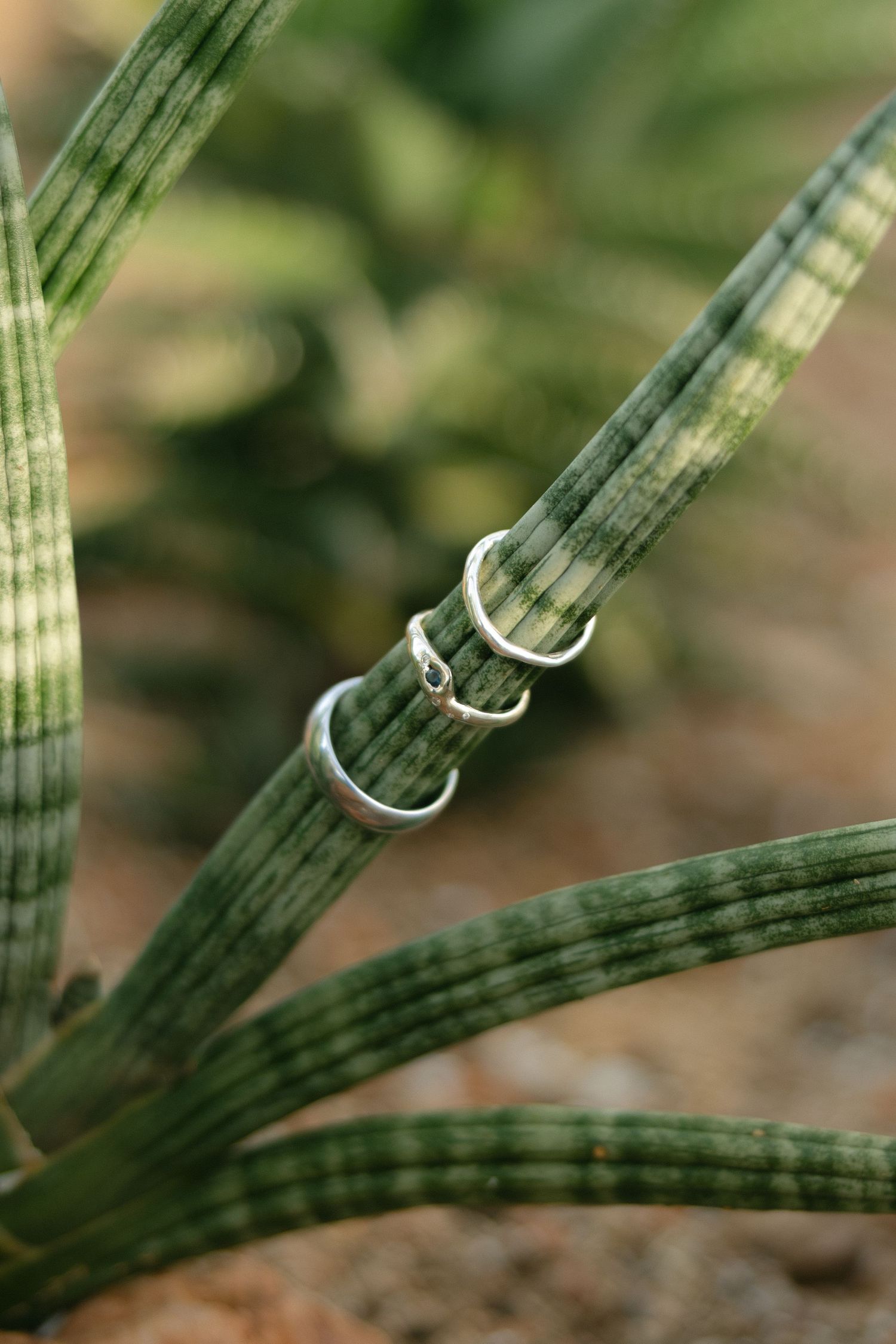 Two silver rings resting on green striped cactus stems in a natural outdoor setting.