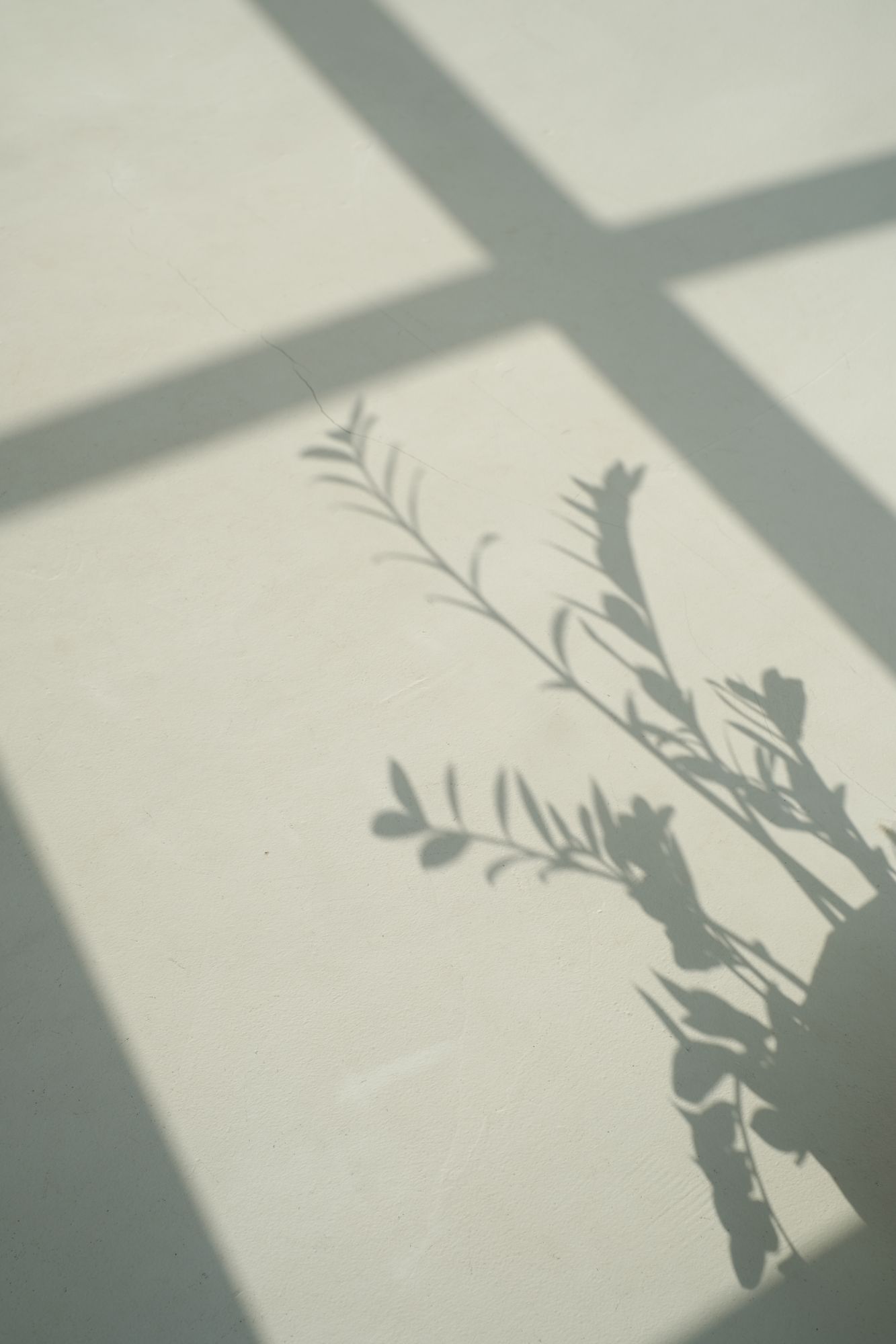 Shadow of plant branches and window frame cast on a light gray wall in soft natural light.