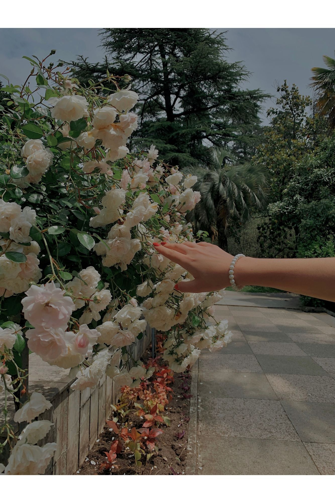 A hand with a pearl bracelet reaches toward blooming white roses on a garden fence with lush green trees in the background.
