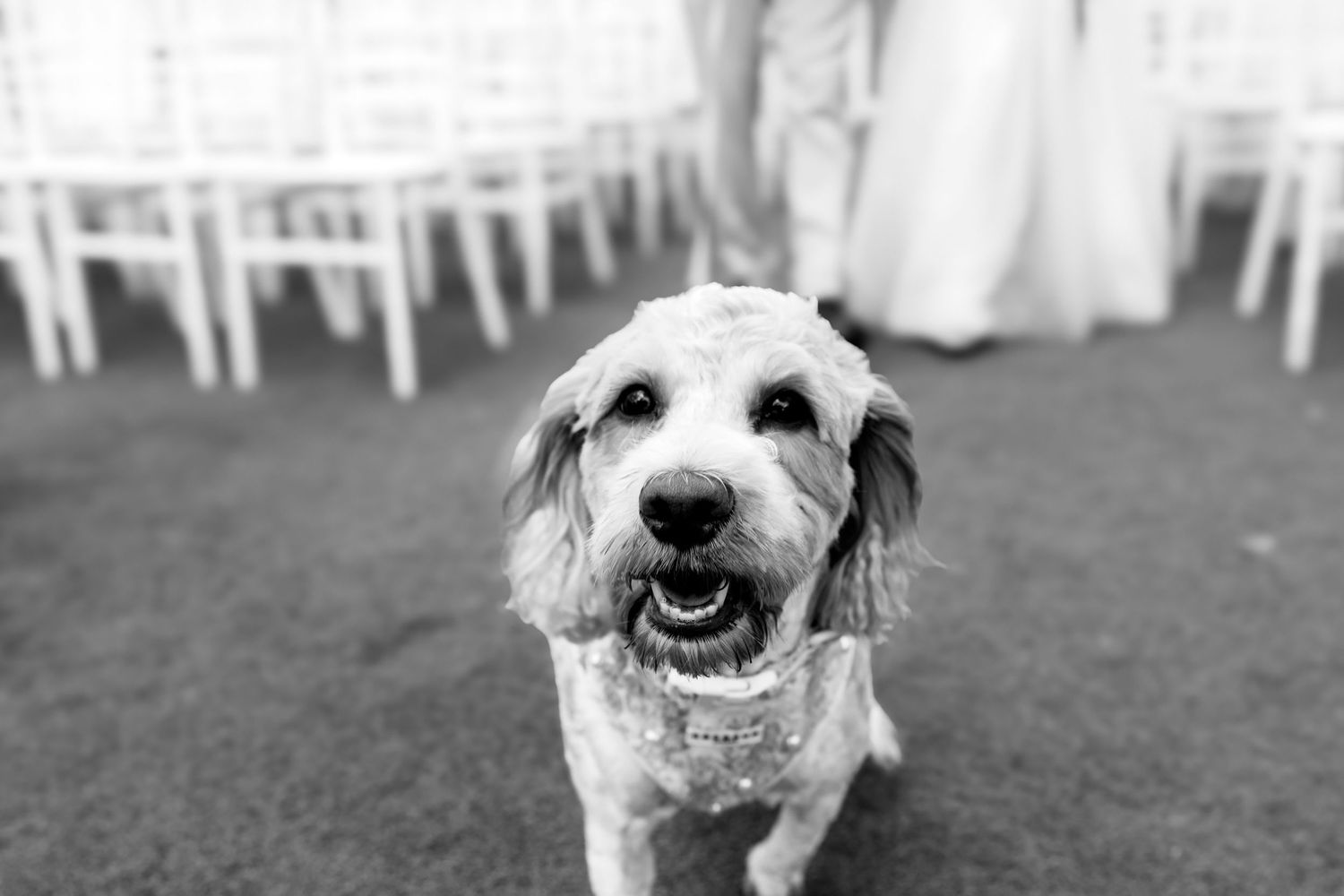 An adorable fluffy dog wearing a bow tie poses happily at a wedding reception venue.