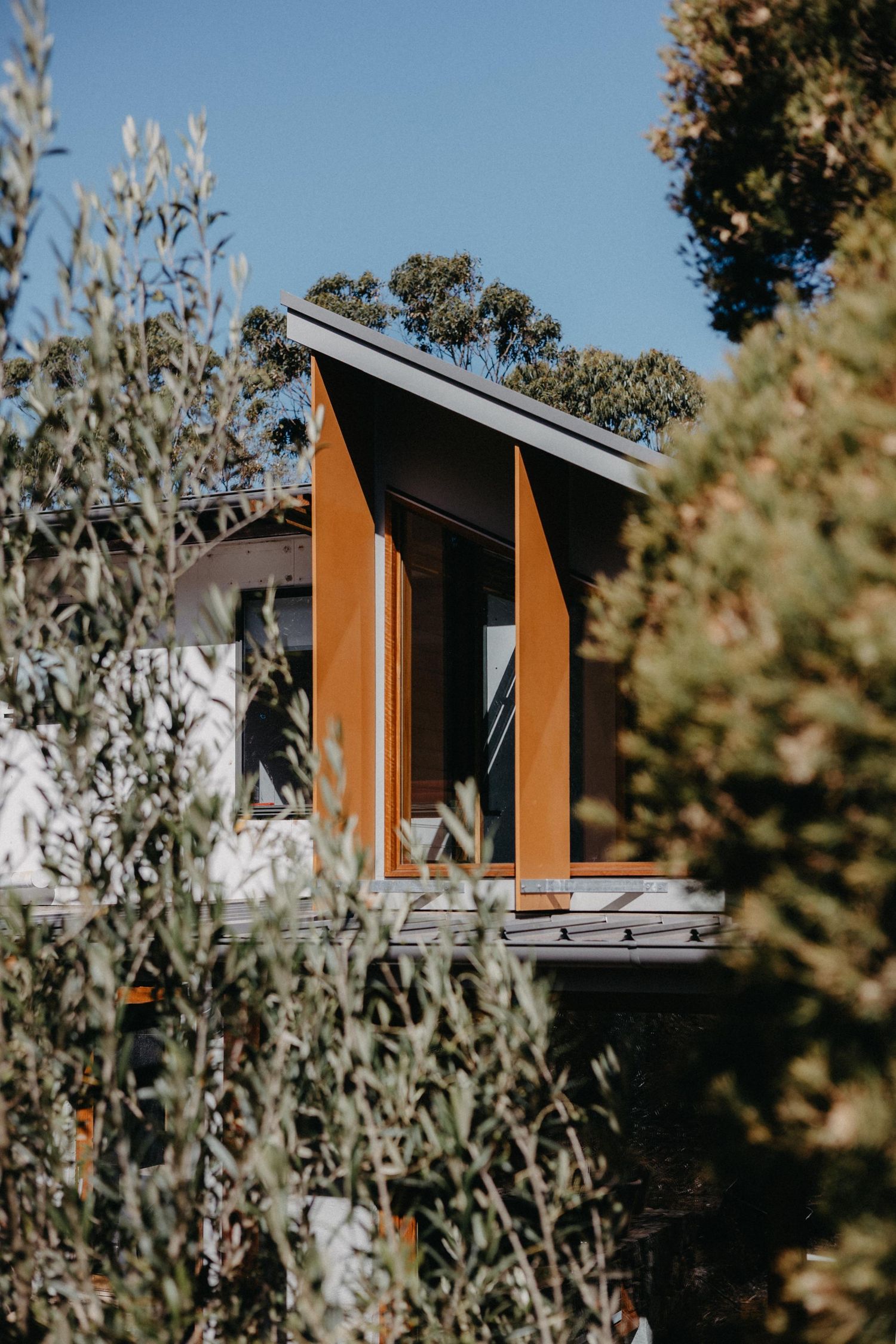 Modern house exterior with tall timber-framed windows and Corten steel accents surrounded by olive trees and native shrubs.