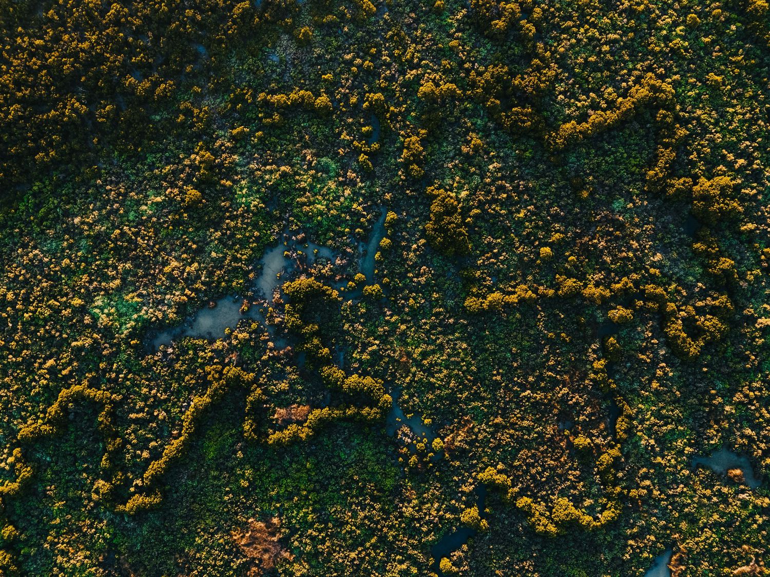 Aerial view of dense green and yellow native Australian bushland canopy.