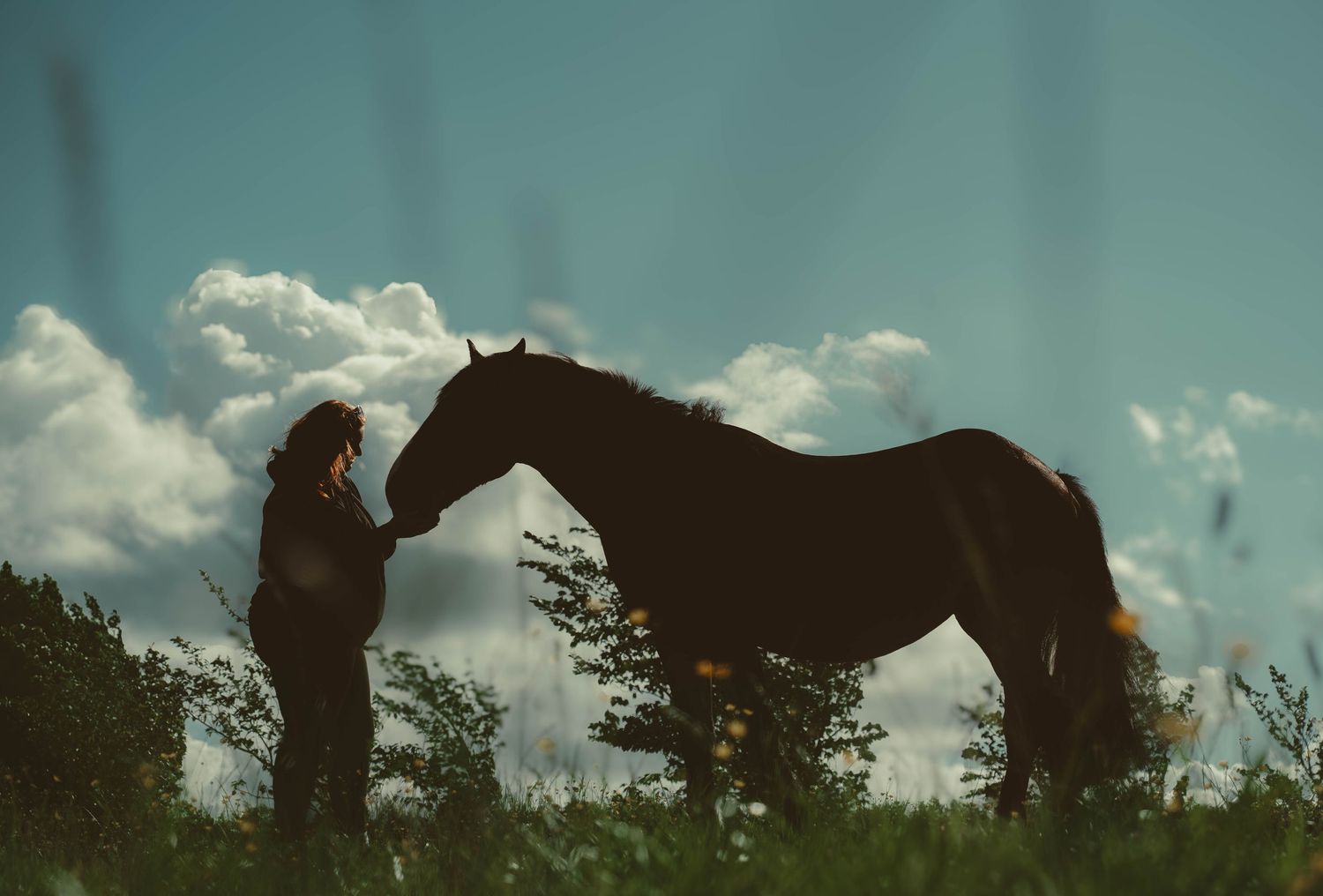 Silhouette of person gently touching a dark horse in a field under cloudy sky.