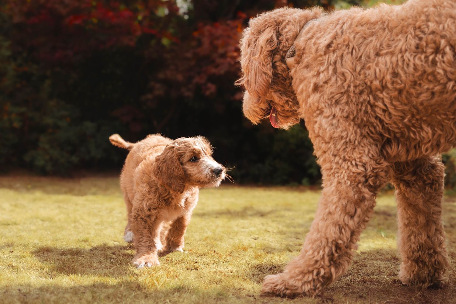 Small golden doodle puppy playfully approaching a large adult golden doodle on a grassy lawn.