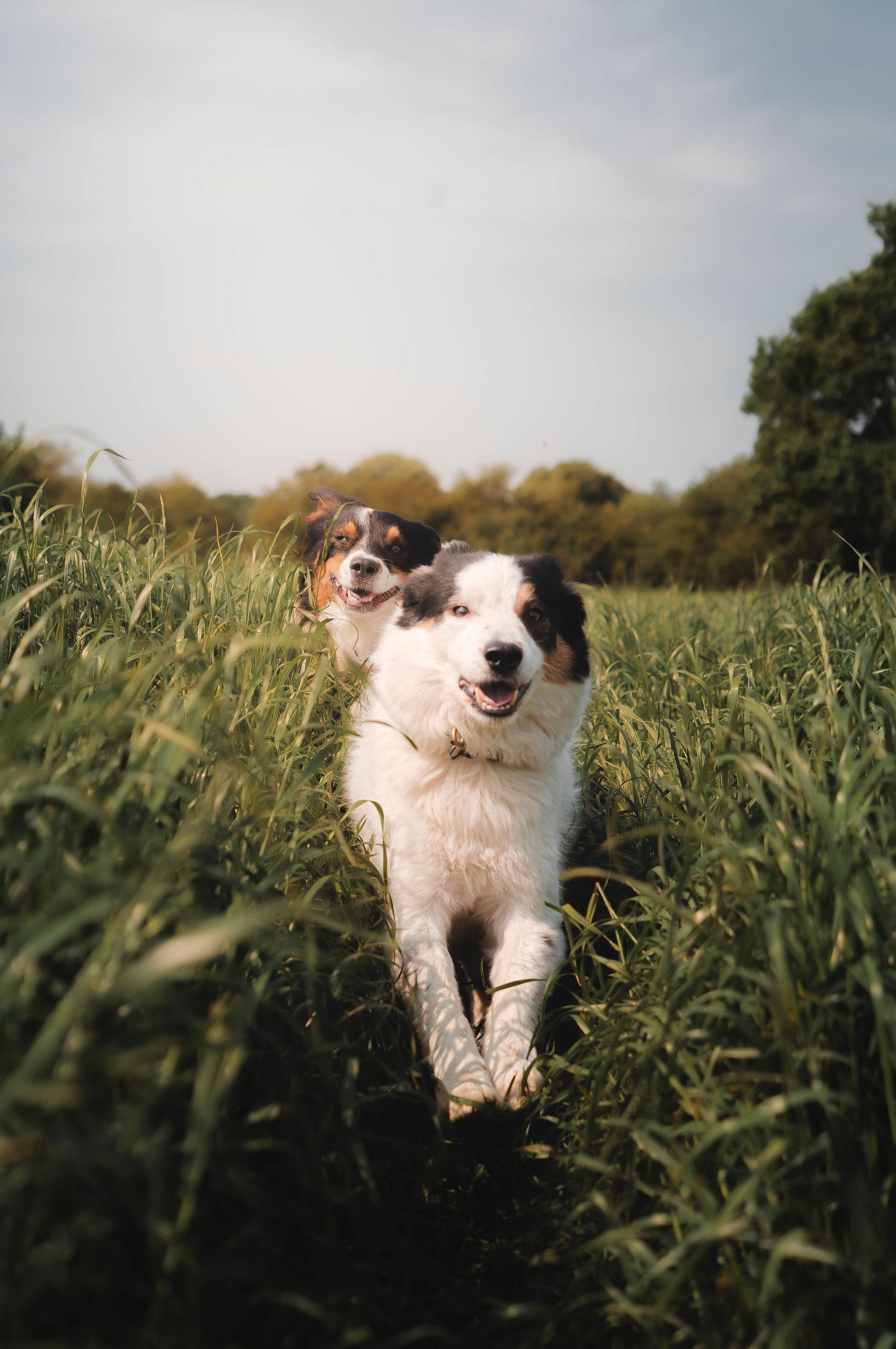 Two border collie dogs running together through a lush green field on a sunny day.