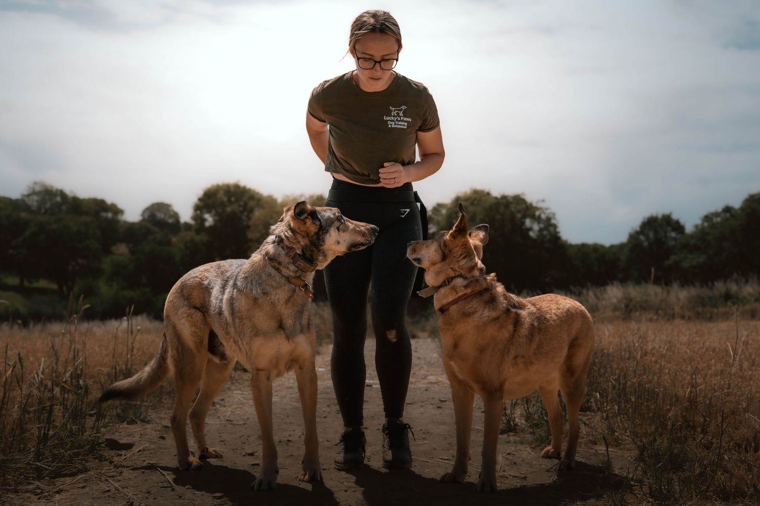 Woman in military green shirt training two German Shepherd mixed dogs in a dry field.