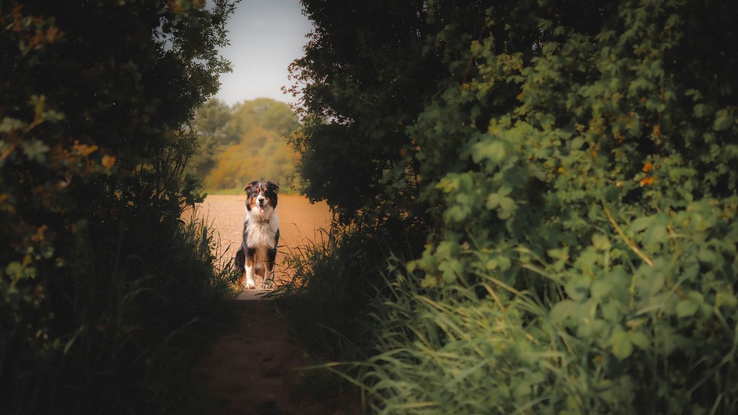Border Collie dog standing on a narrow tree-lined path framed by lush green foliage.