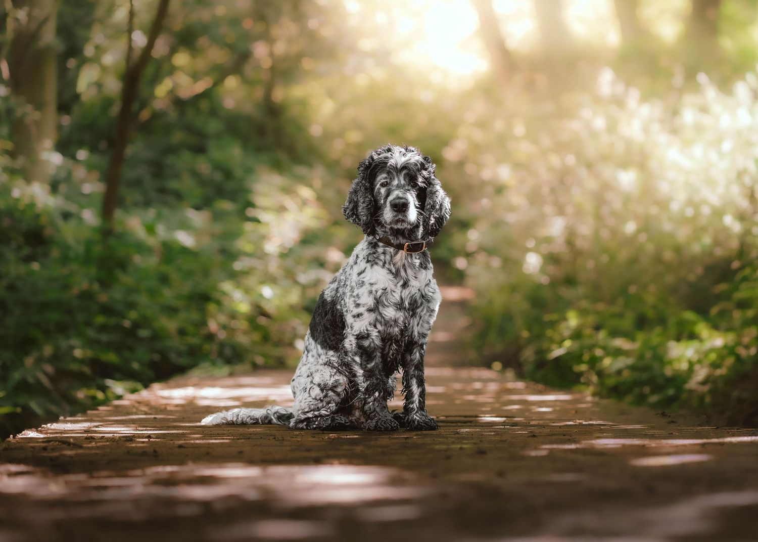 A black and white spotted Cocker Spaniel sits on a woodland path surrounded by lush green foliage.