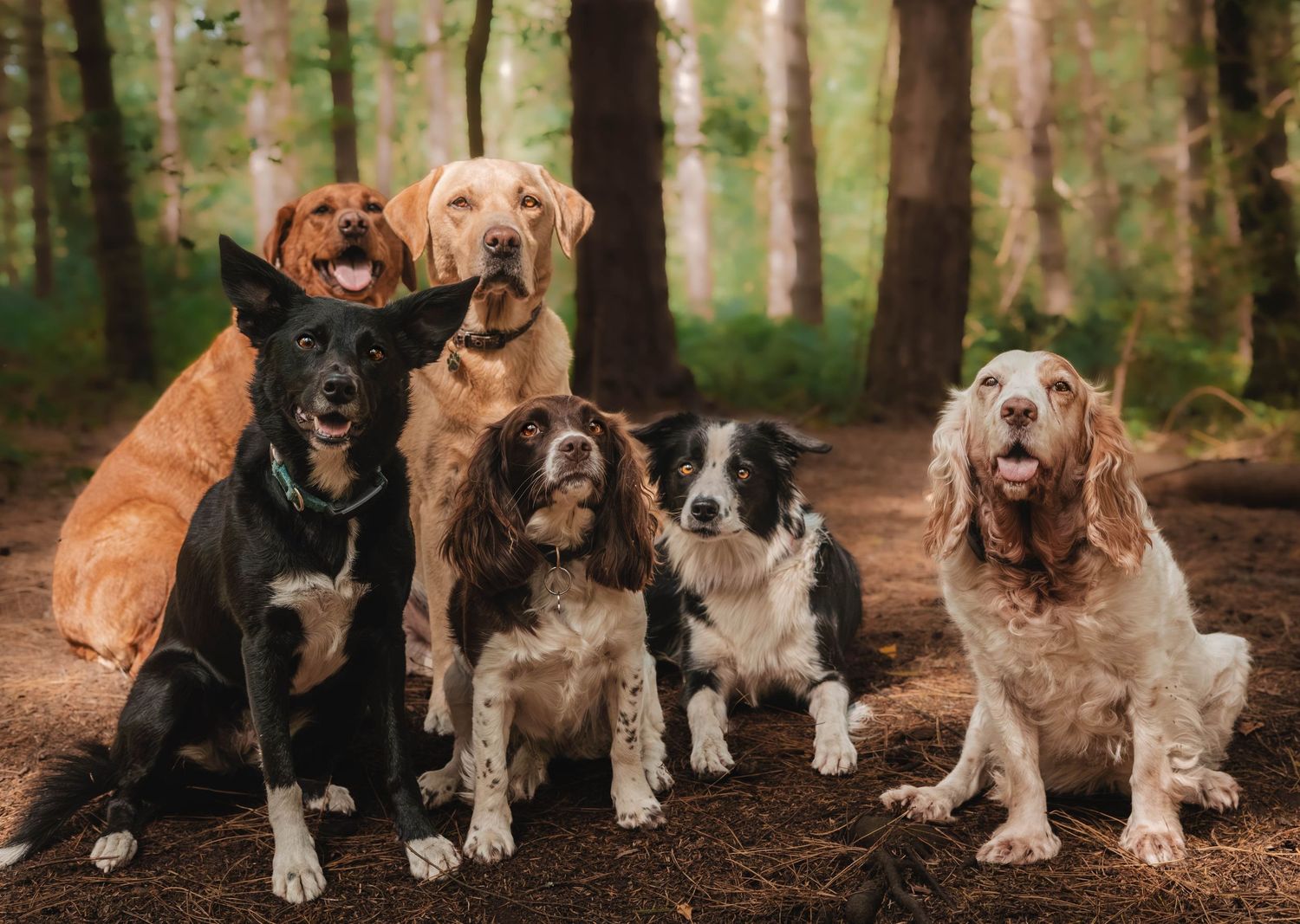 Group of five mixed breed dogs sitting together in a woodland forest setting.