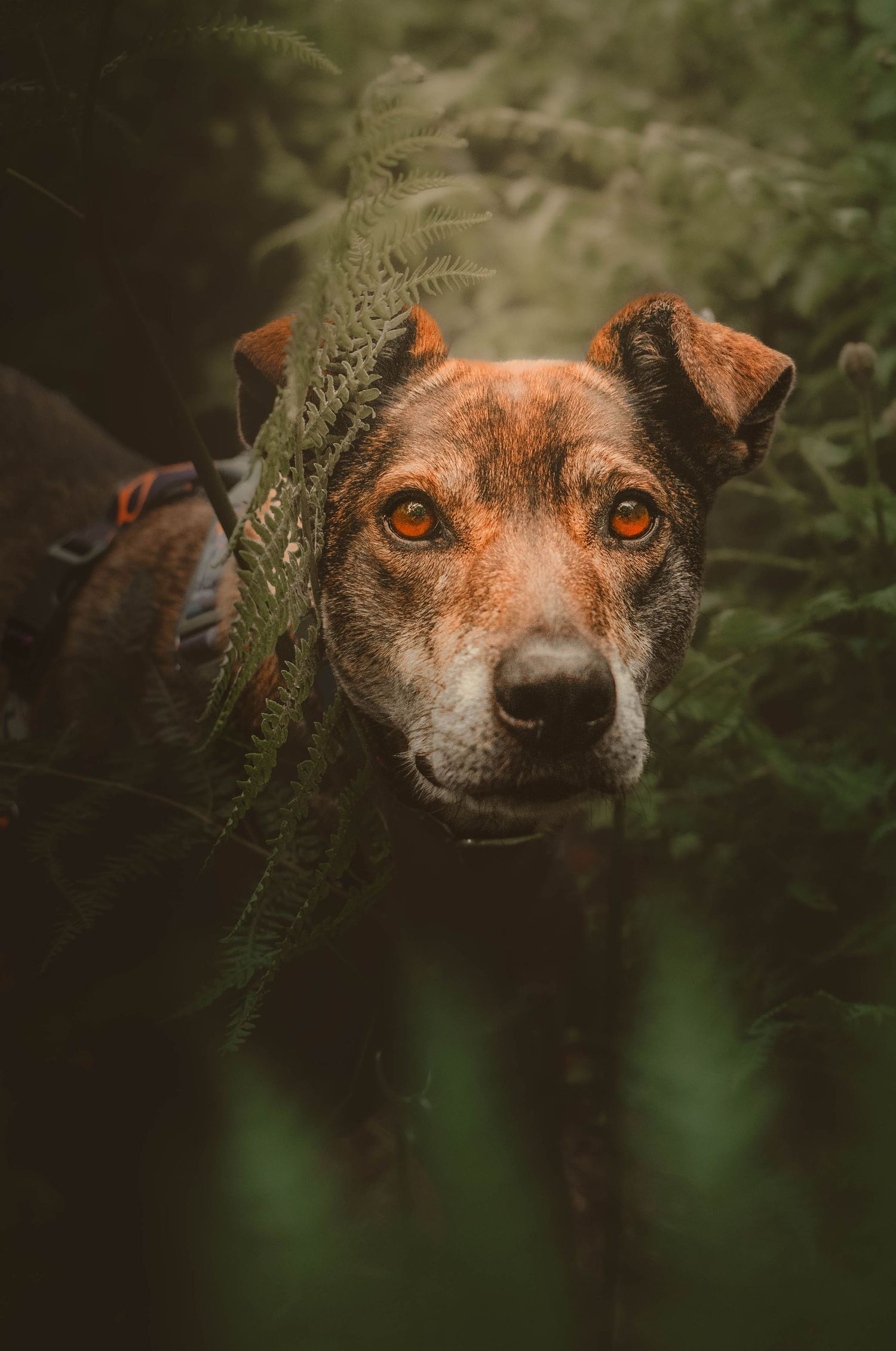 Brown dog with amber eyes peering through green ferns in a moody forest setting.
