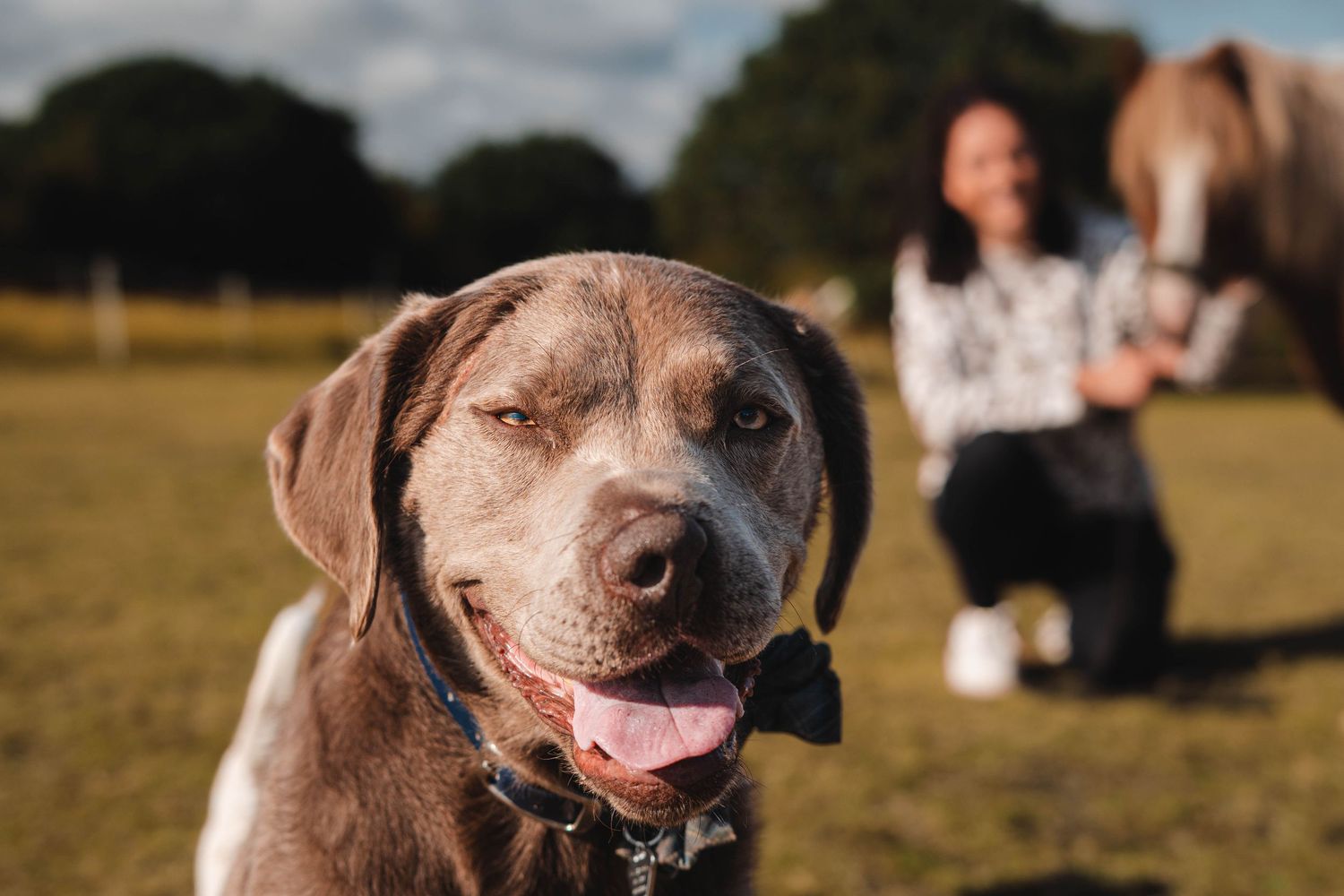 Happy silver Labrador dog smiling with tongue out in a sunny field with woman and horse behind.