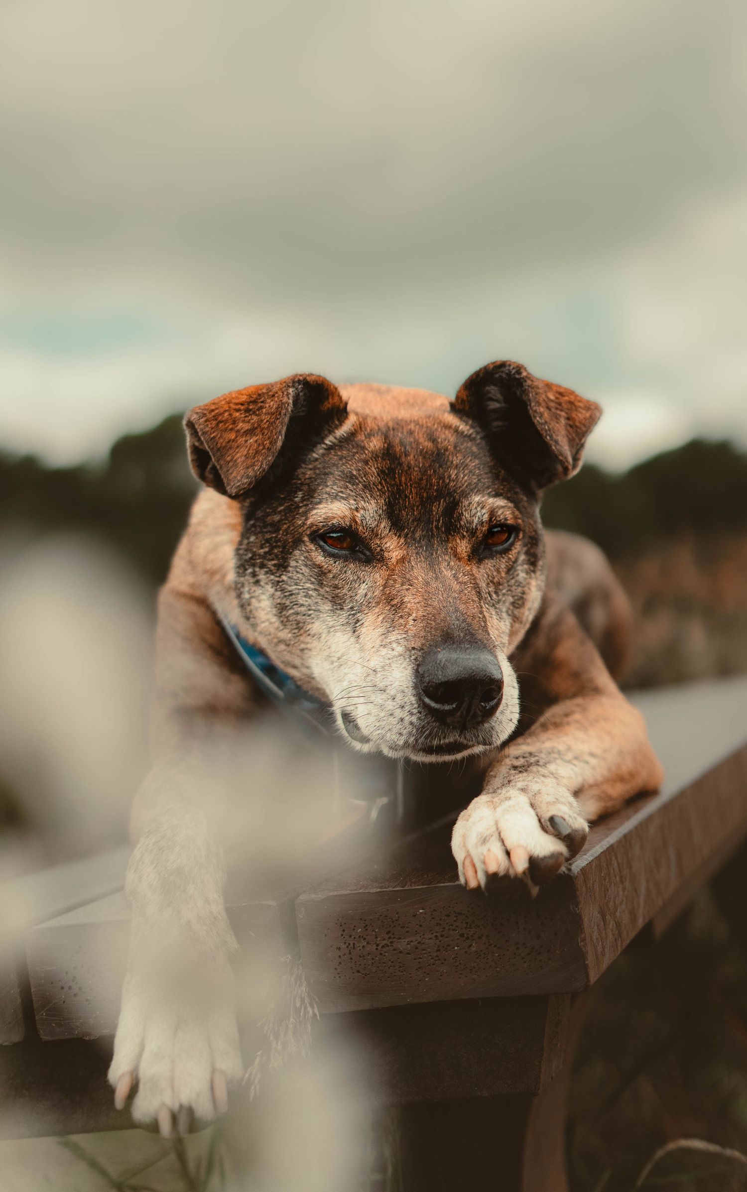 An elderly brown and brindle dog rests its paws on a wooden fence, gazing thoughtfully into the distance outdoors.