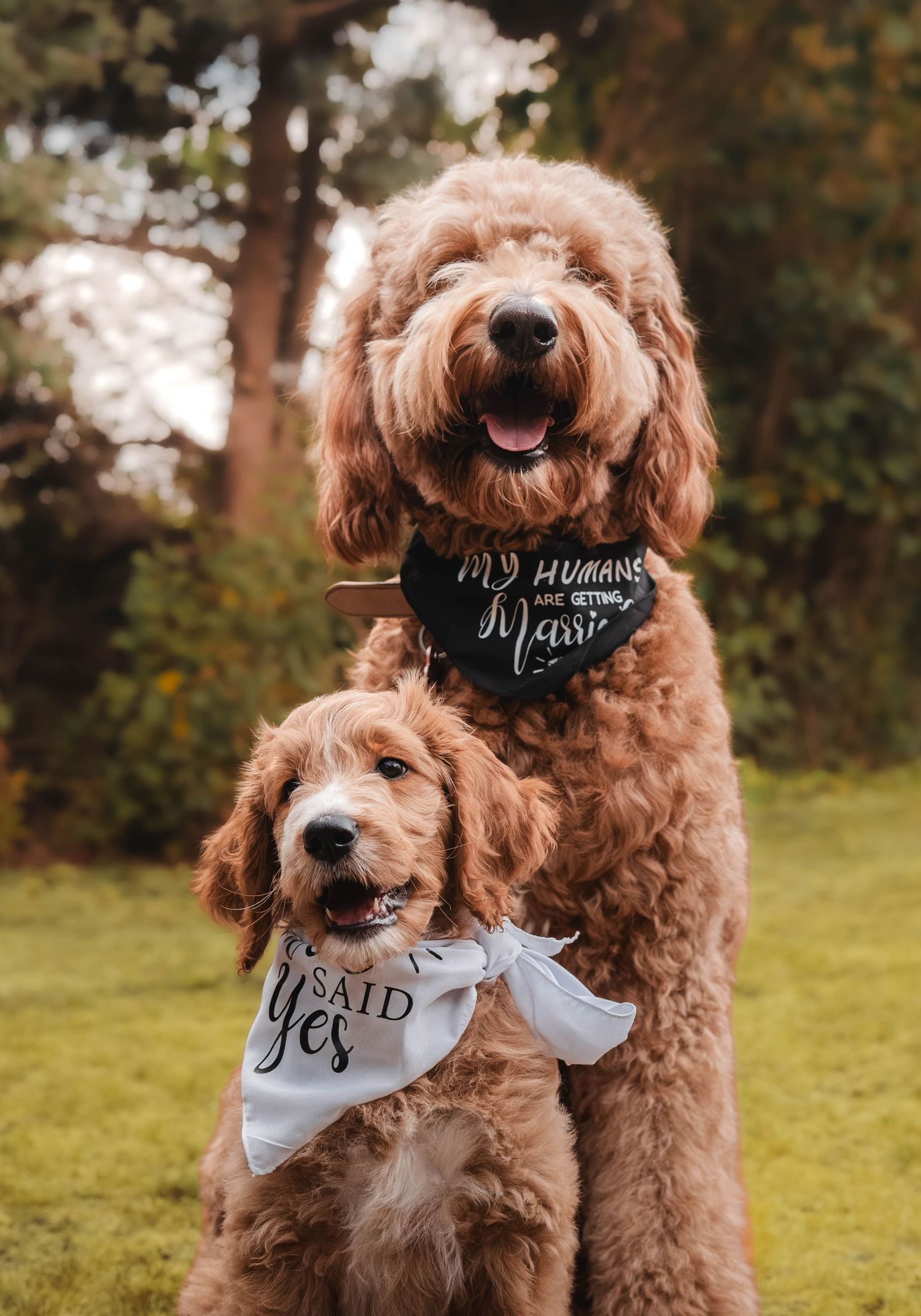 Two adorable golden doodle dogs wearing engagement announcement bandanas pose together on green grass outdoors.