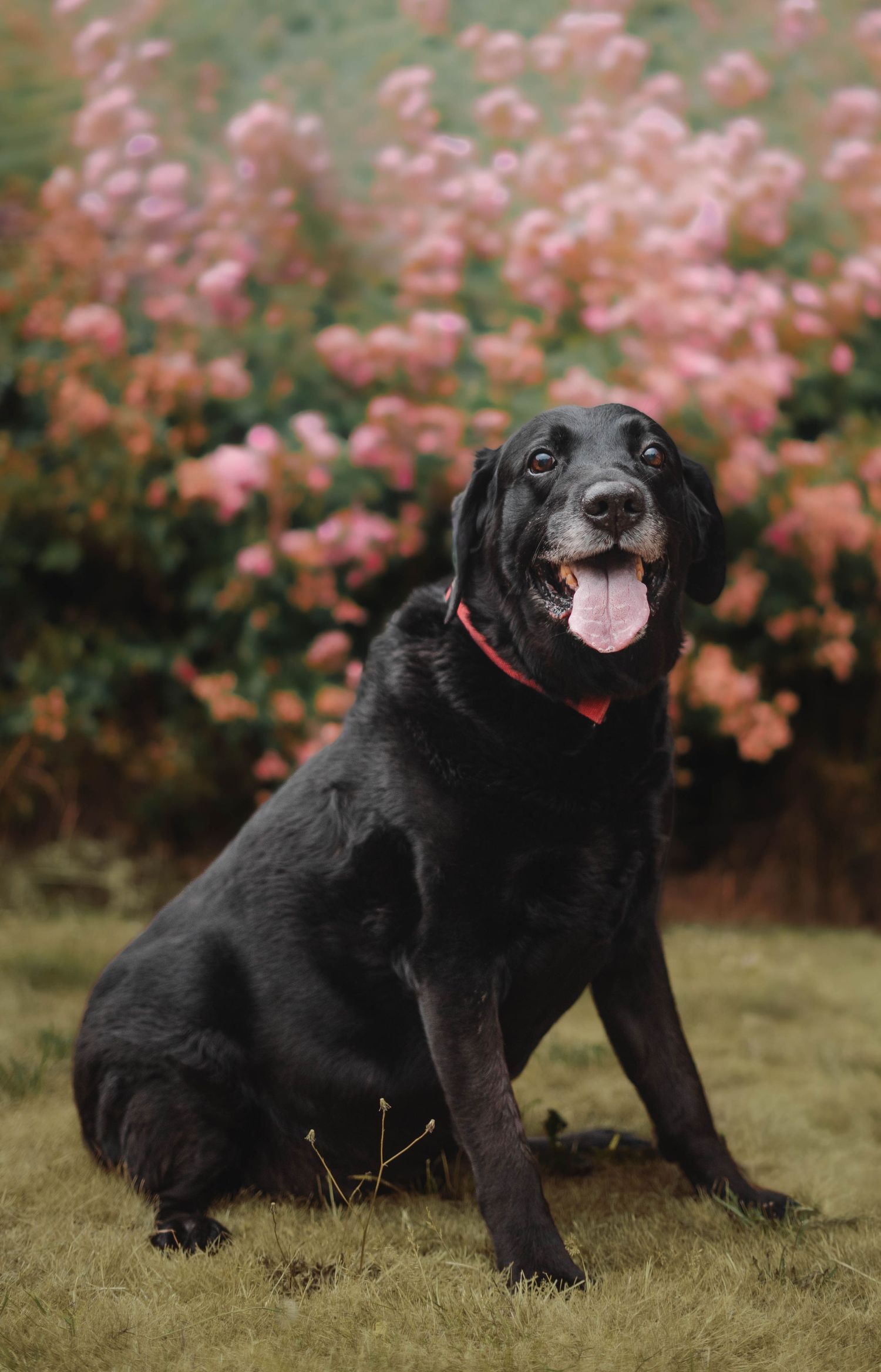Happy black Labrador dog sitting on grass with tongue out in front of pink flowering bushes.