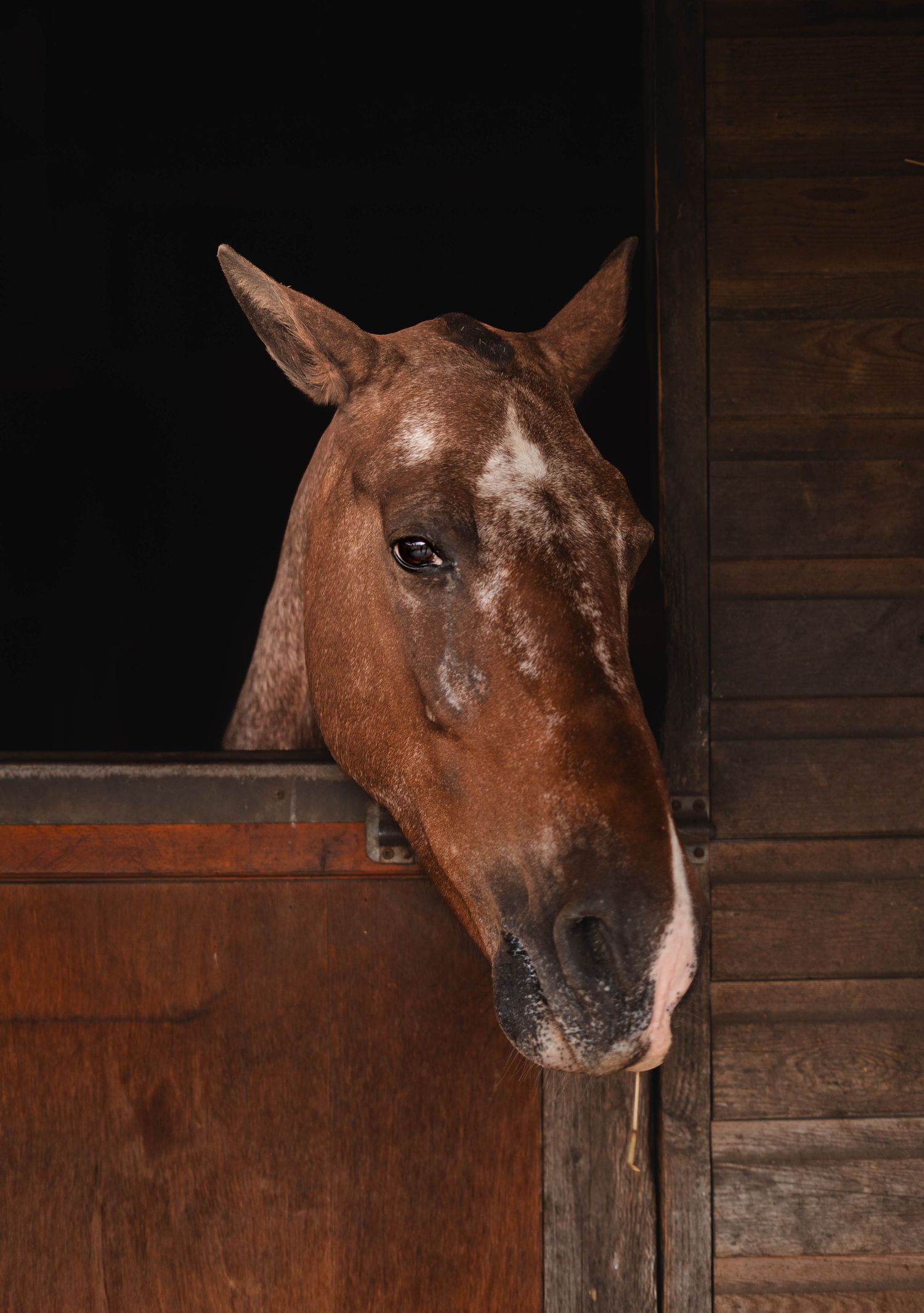 A chestnut horse with white blaze peeks curiously over a wooden stable door against a dark background.