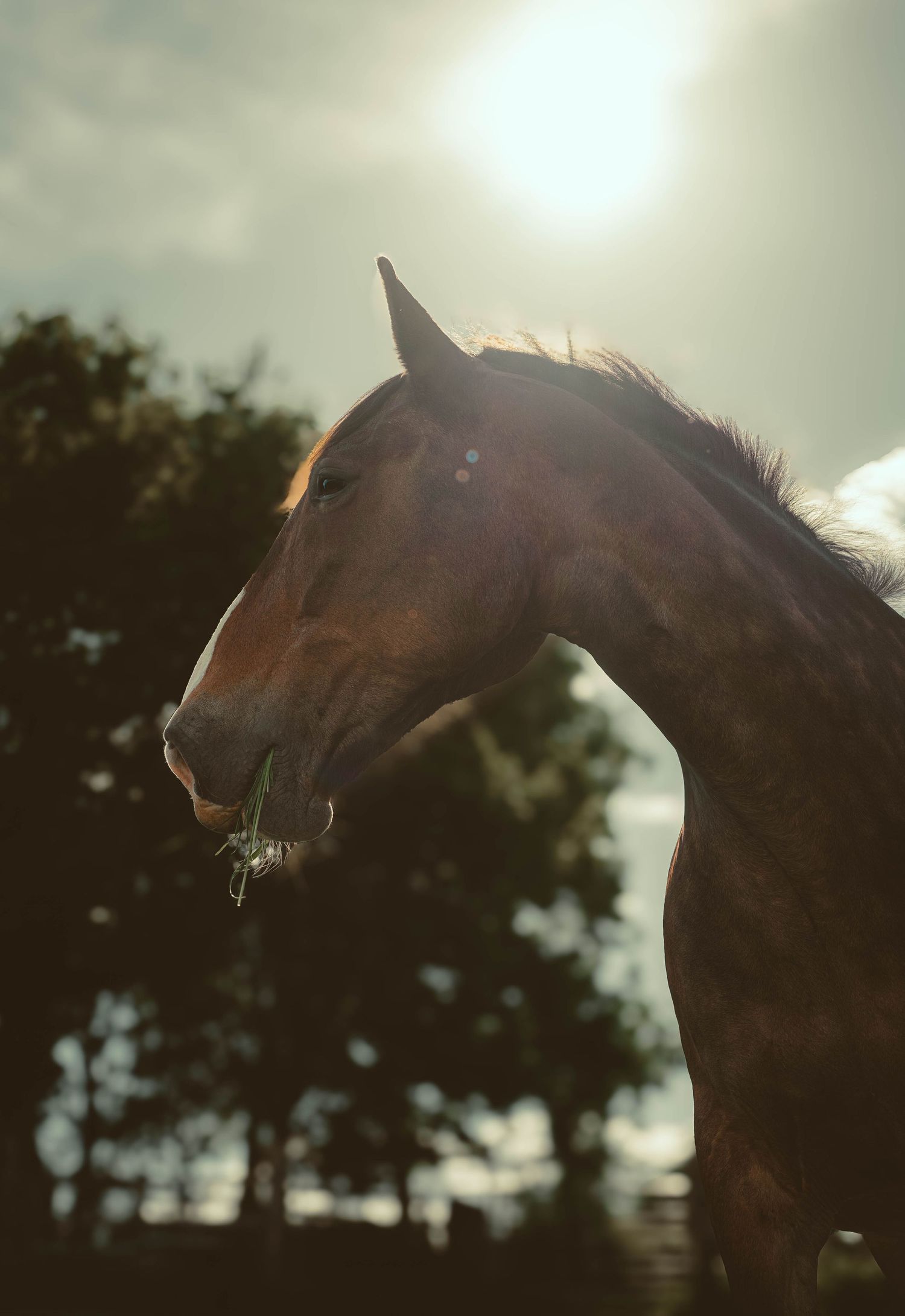 Brown horse eating grass in golden backlit sunlight with dramatic sky background.