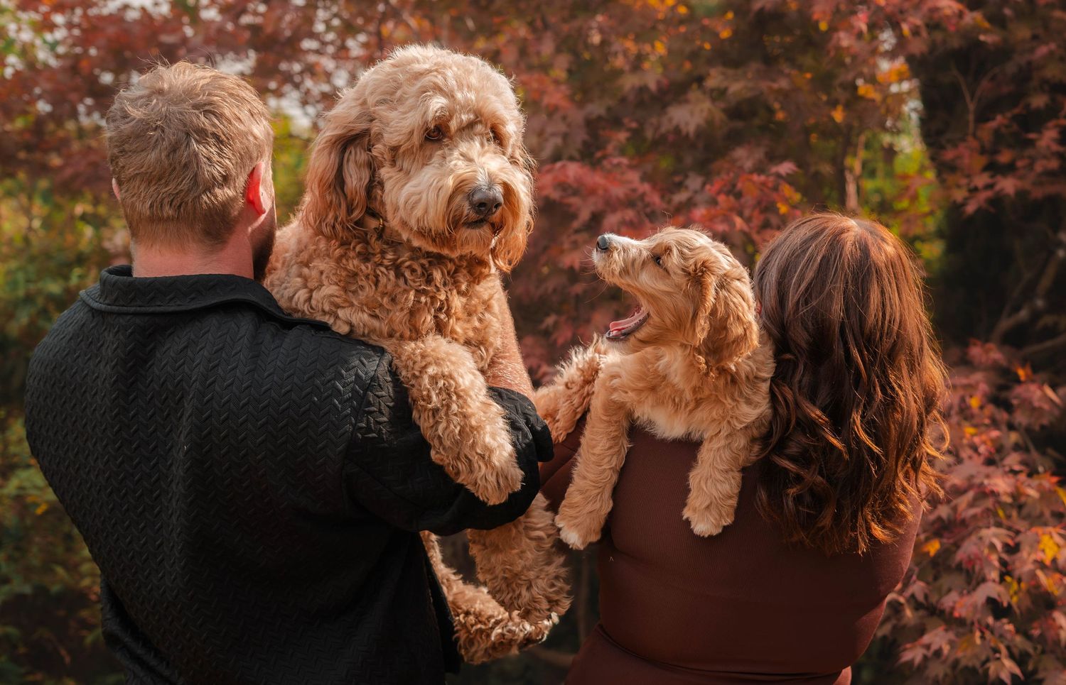 Couple seen from behind holding two fluffy goldendoodle dogs in an autumn garden setting.