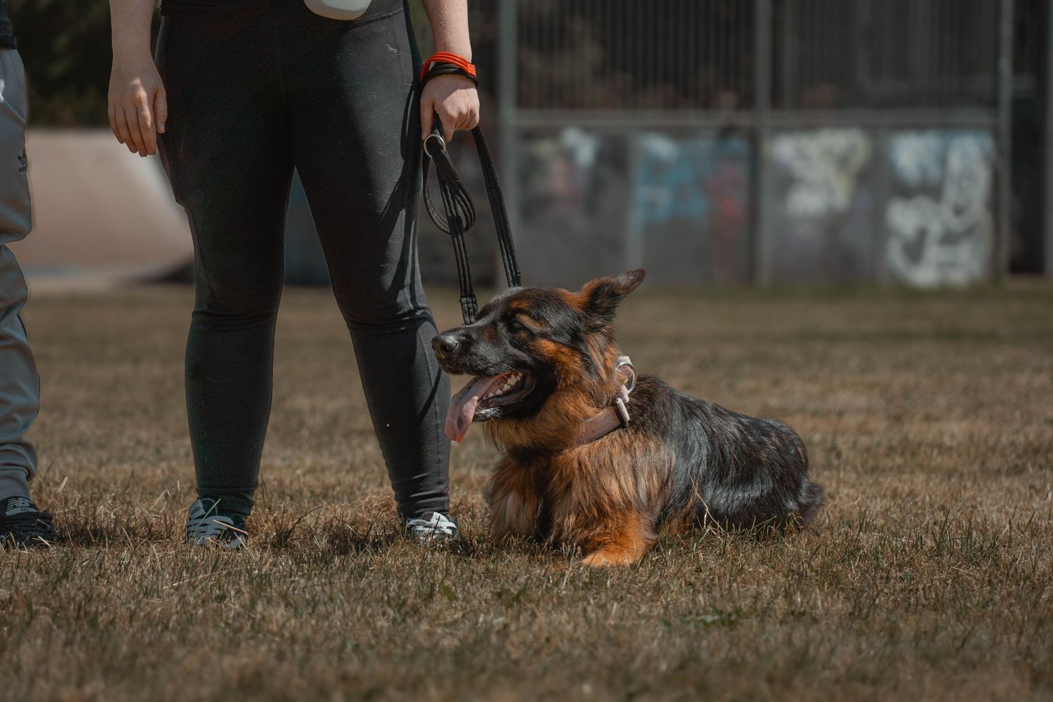 German Shepherd dog lying on grass beside a person holding a leash.